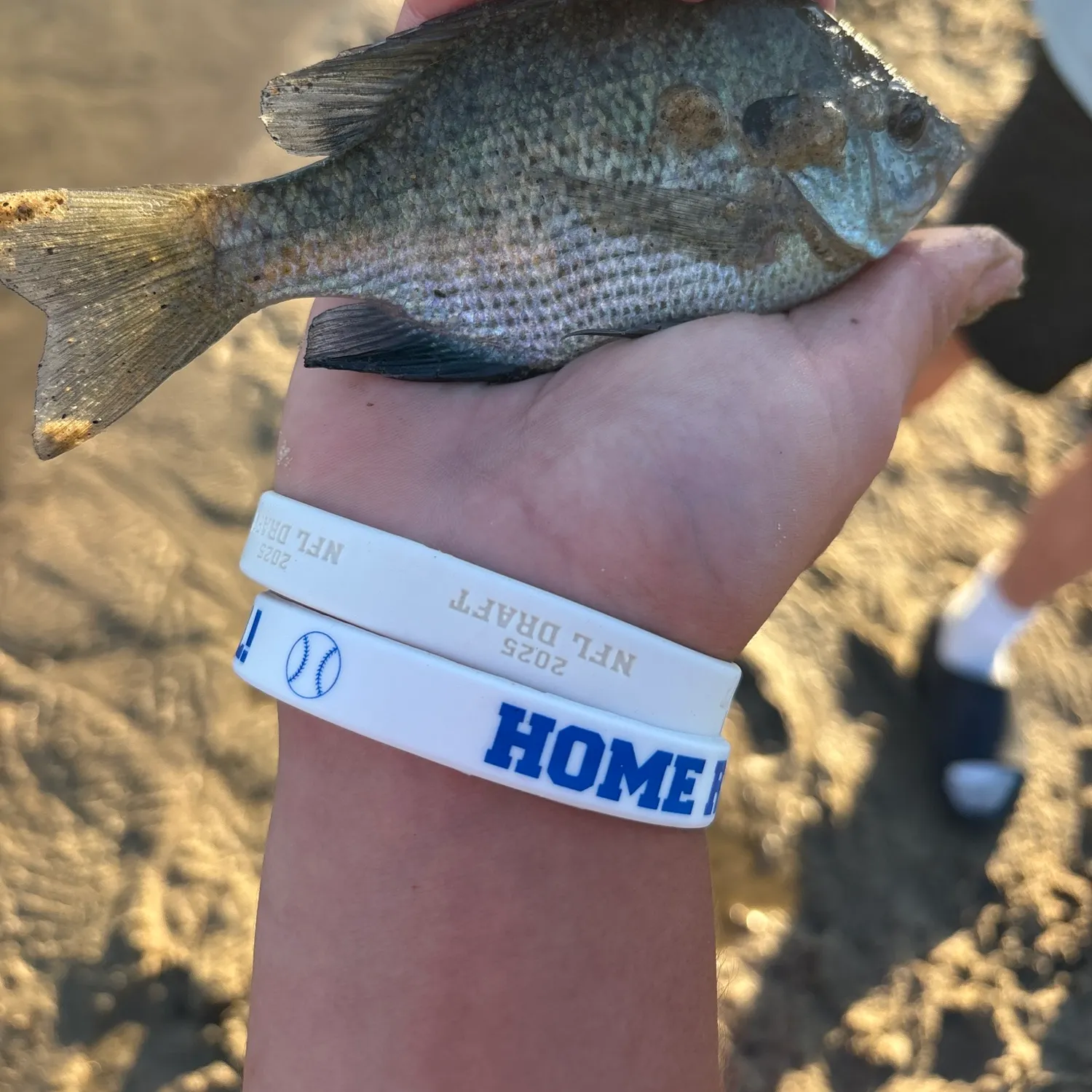 Bluegill caught on Fishbrain