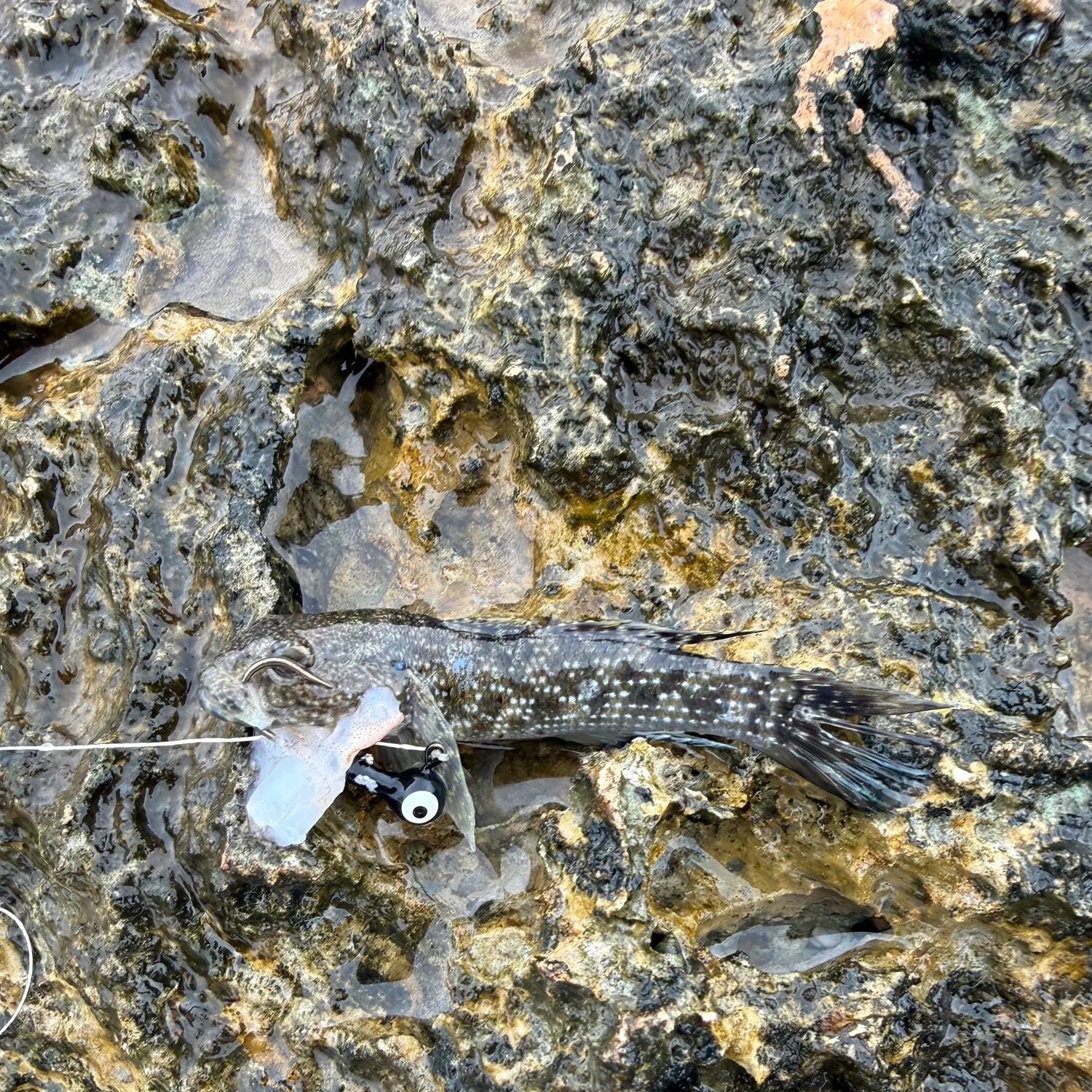 The most recent Whitespotted frillgoby catches on Fishbrain