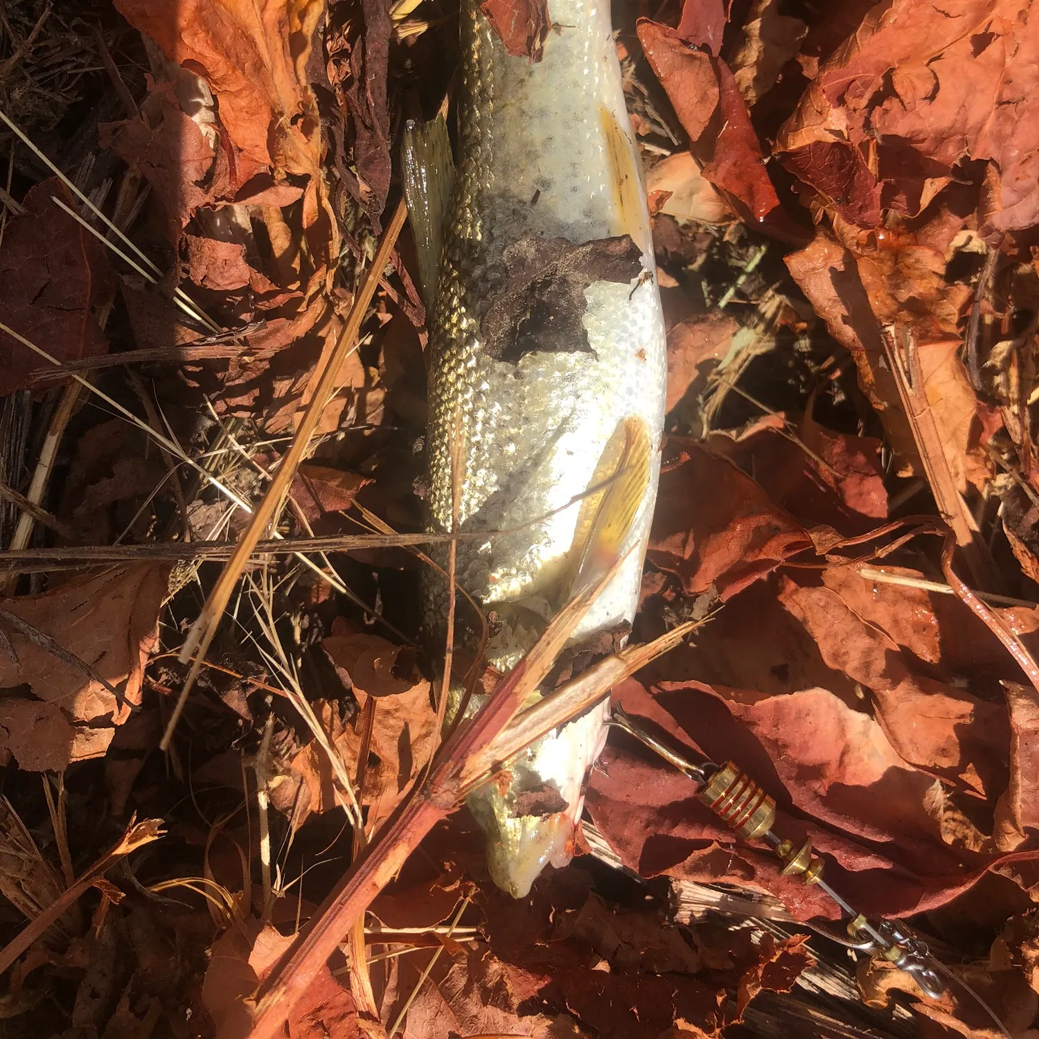 The most recent Mediterranean barbel catches on Fishbrain