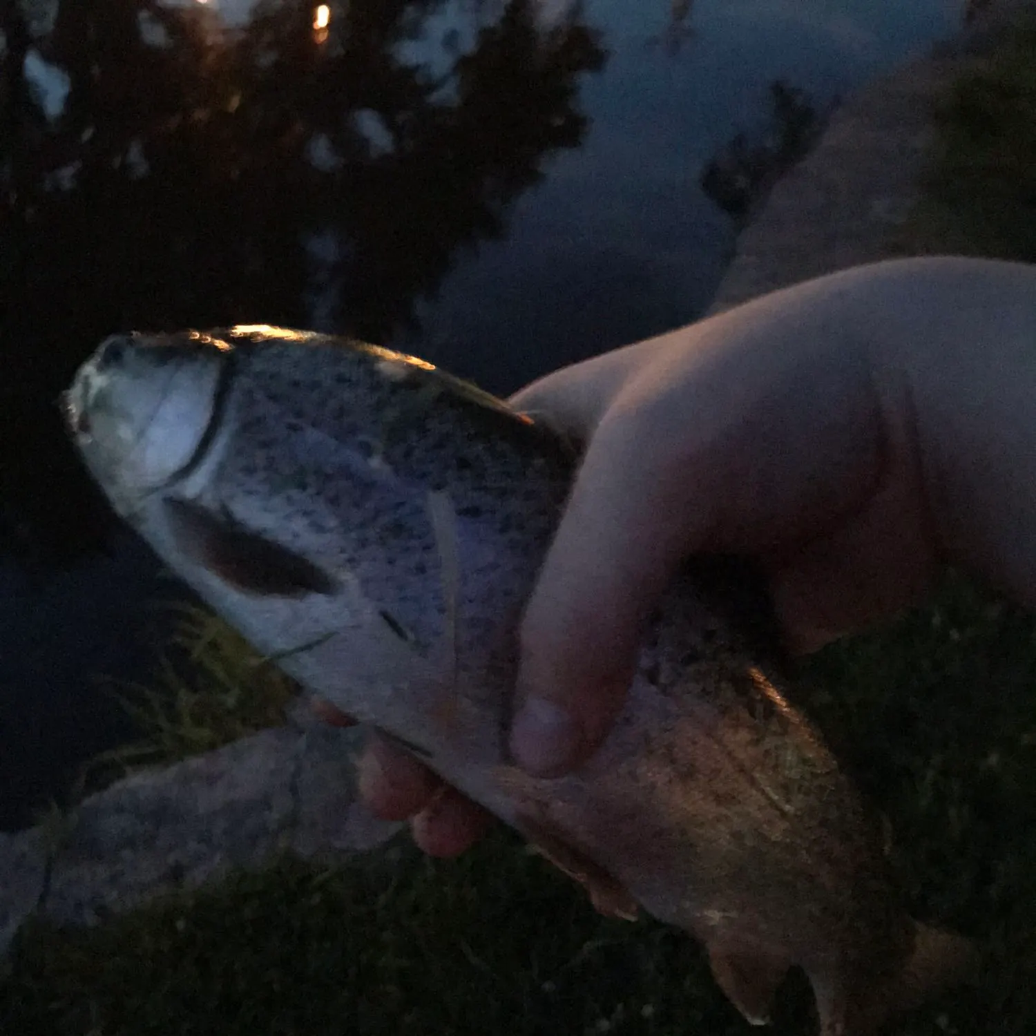 angler catch