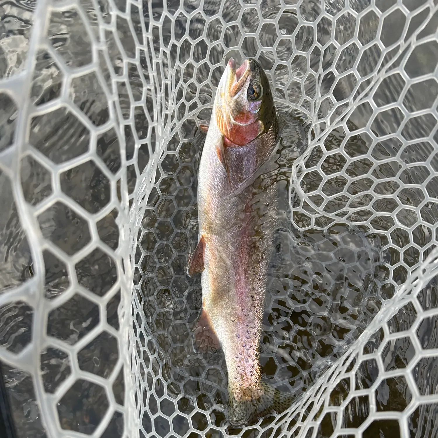 Cutbow caught on Fishbrain