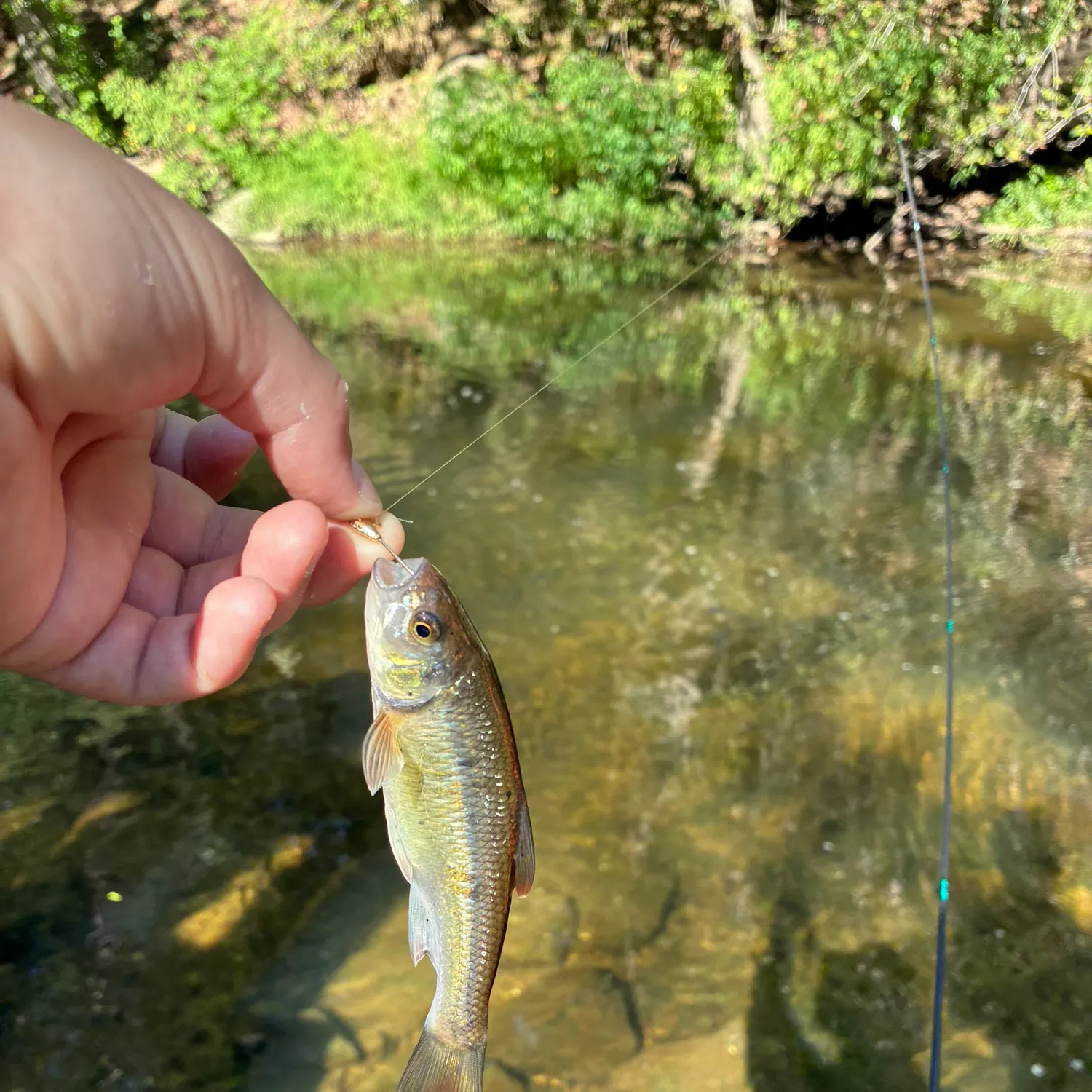 Creek chub caught on Fishbrain