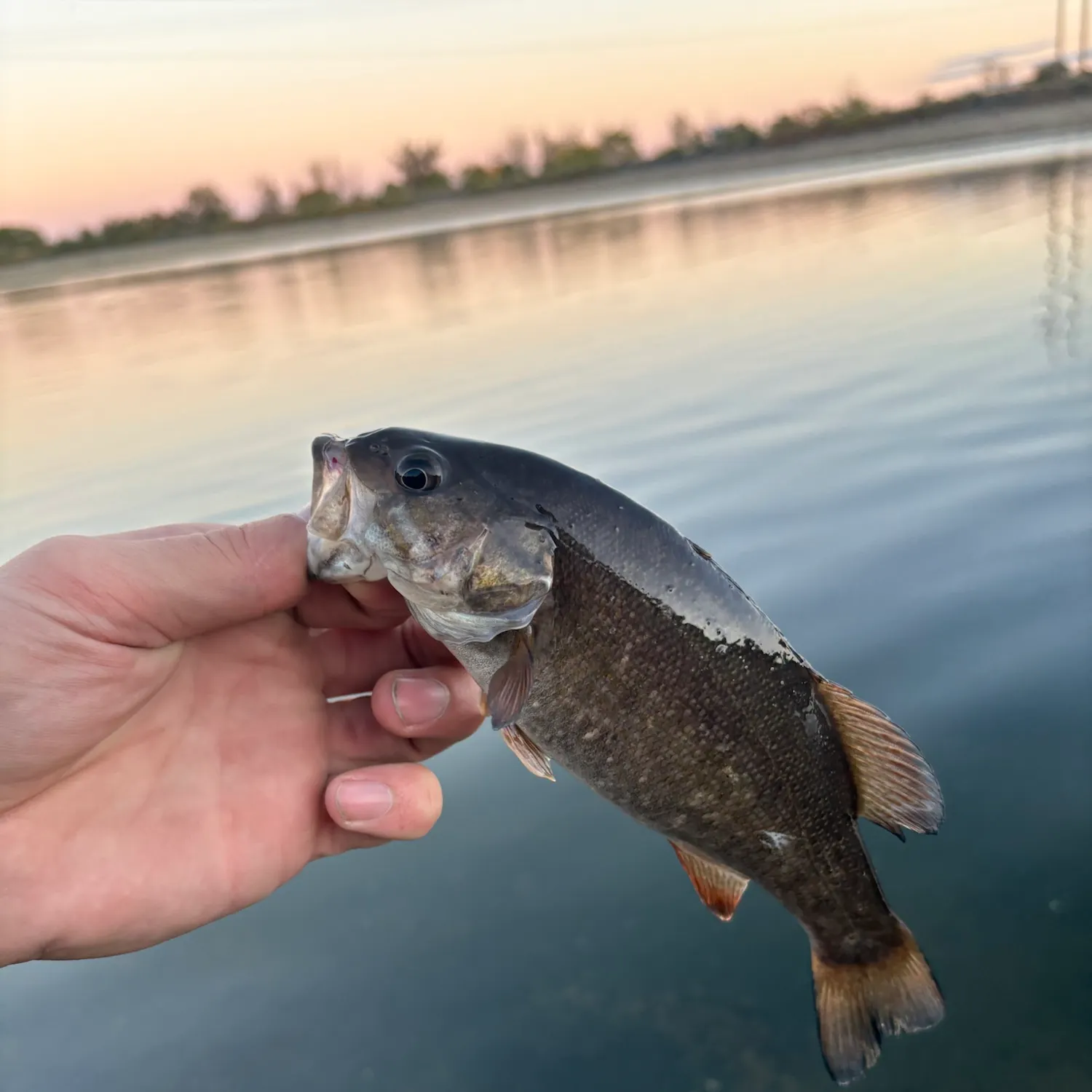 Smallmouth bass caught on Fishbrain