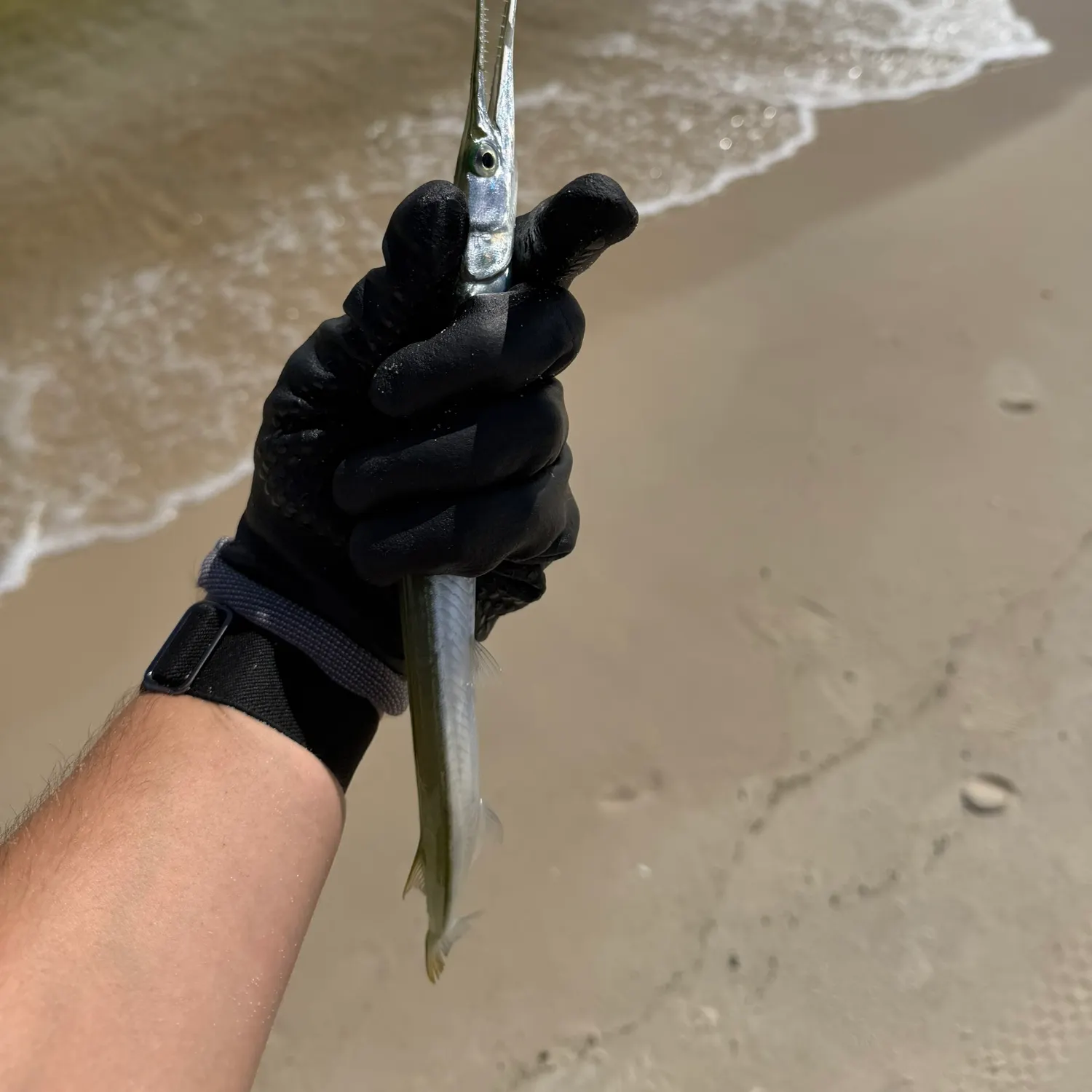 Atlantic needlefish caught on Fishbrain