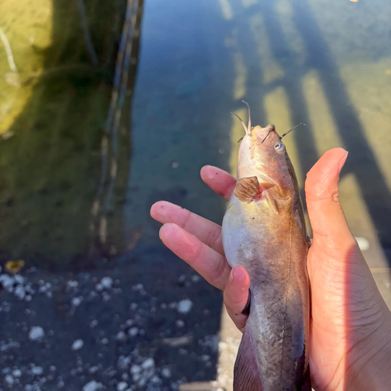 Yellow bullhead caught on Fishbrain