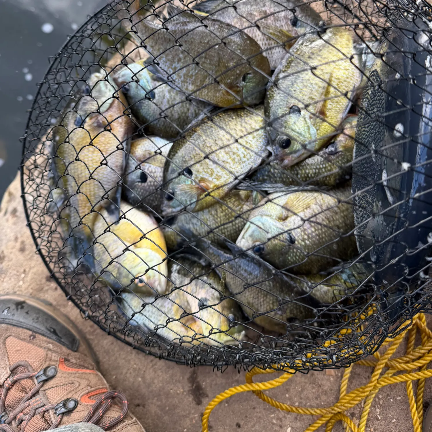 Bluegill caught on Fishbrain