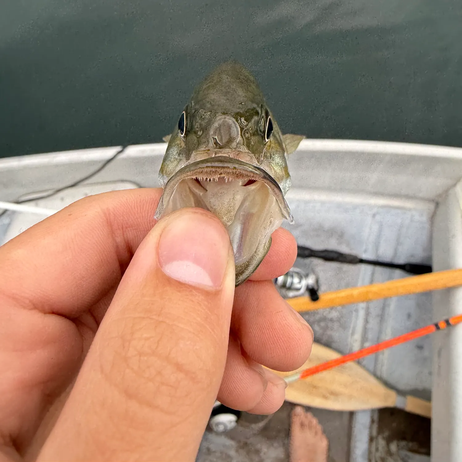 Smallmouth bass caught on Fishbrain