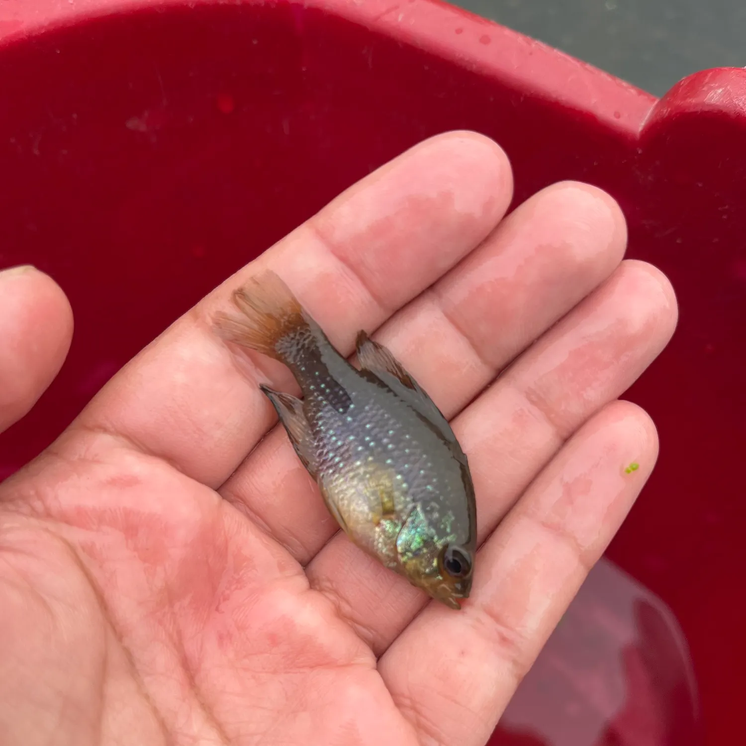 The most recent Bluespotted sunfish catches on Fishbrain