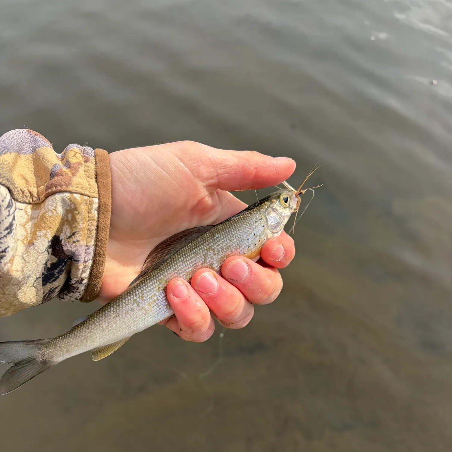 The most recent Arctic grayling catches on Fishbrain
