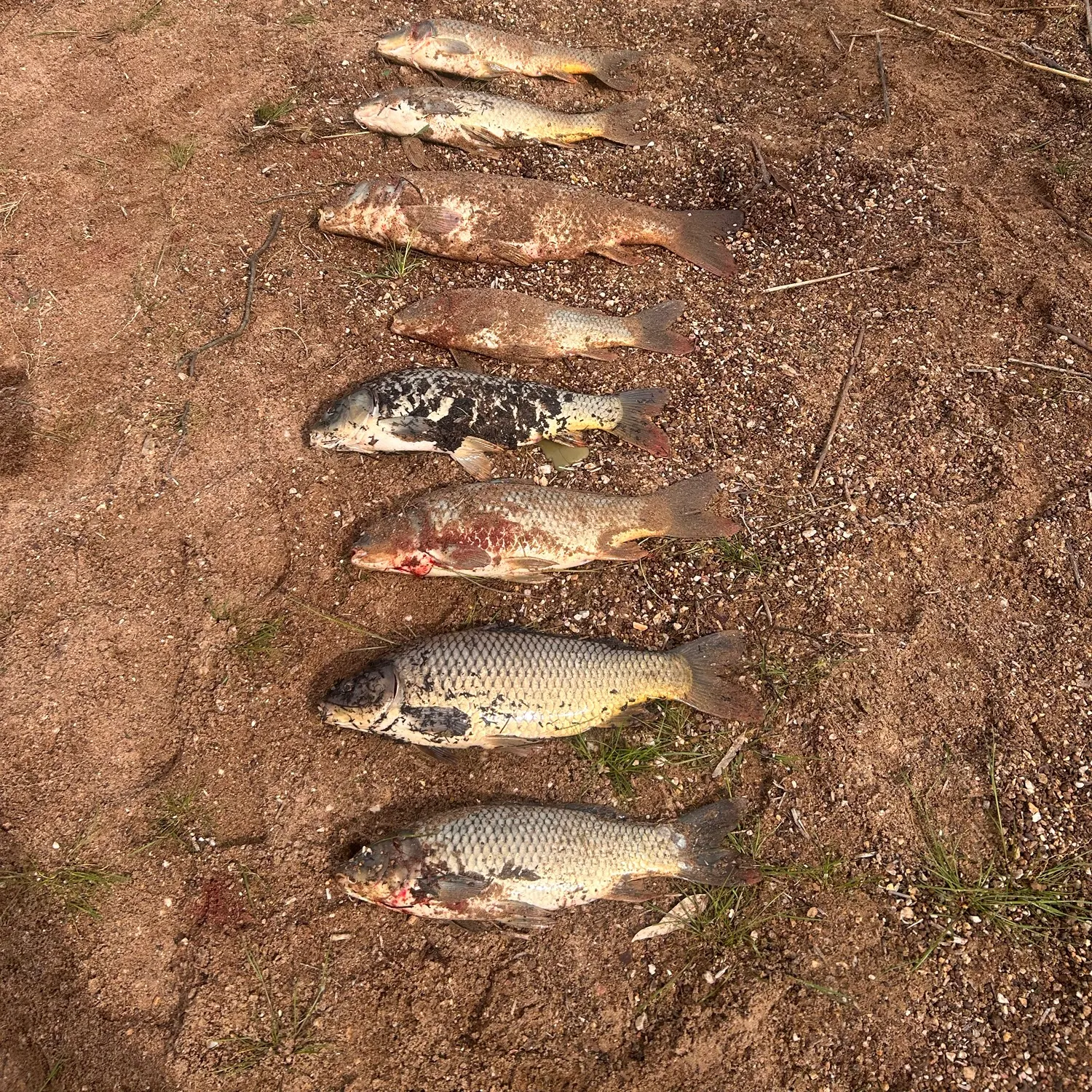 Common carp caught on Fishbrain