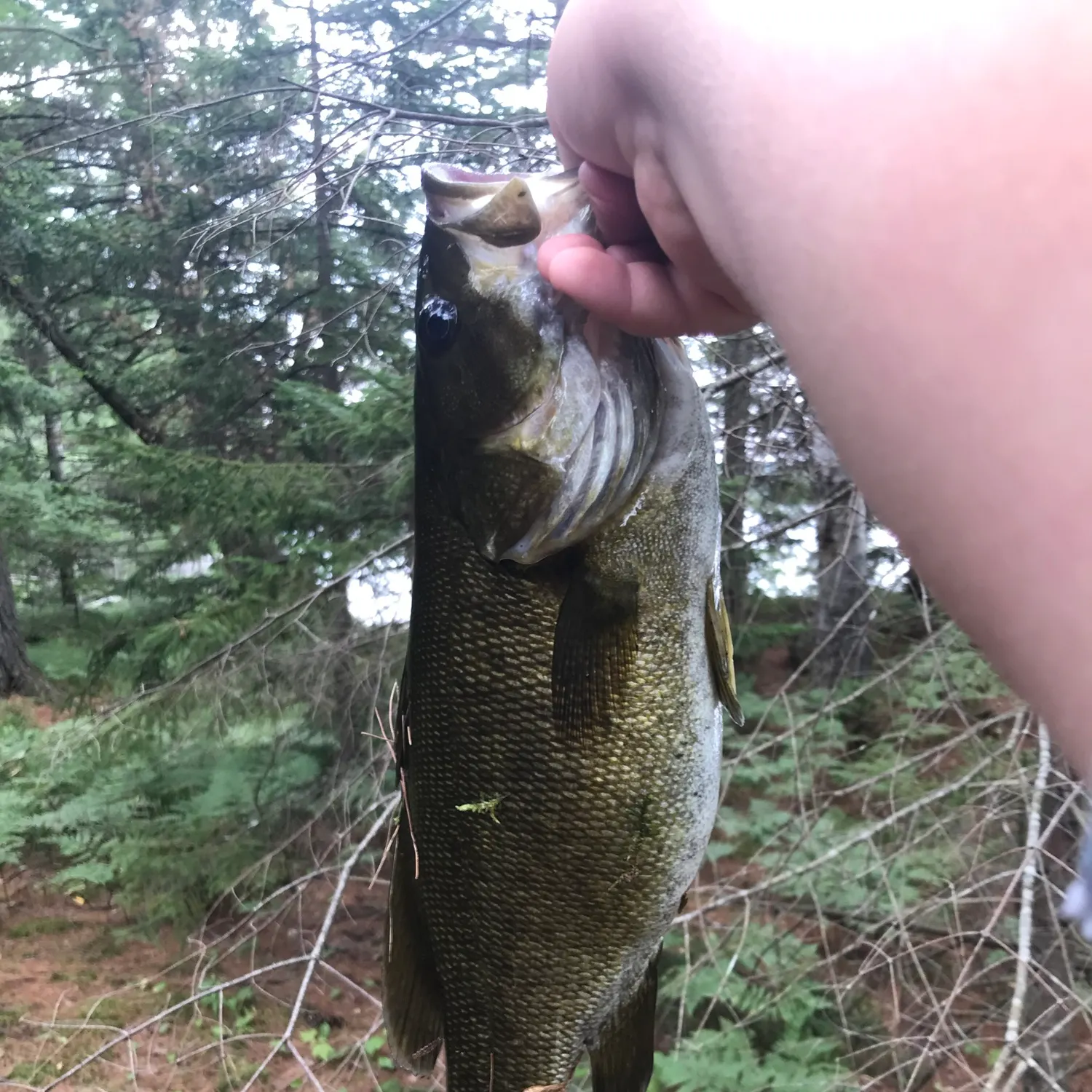 Smallmouth bass caught on Fishbrain