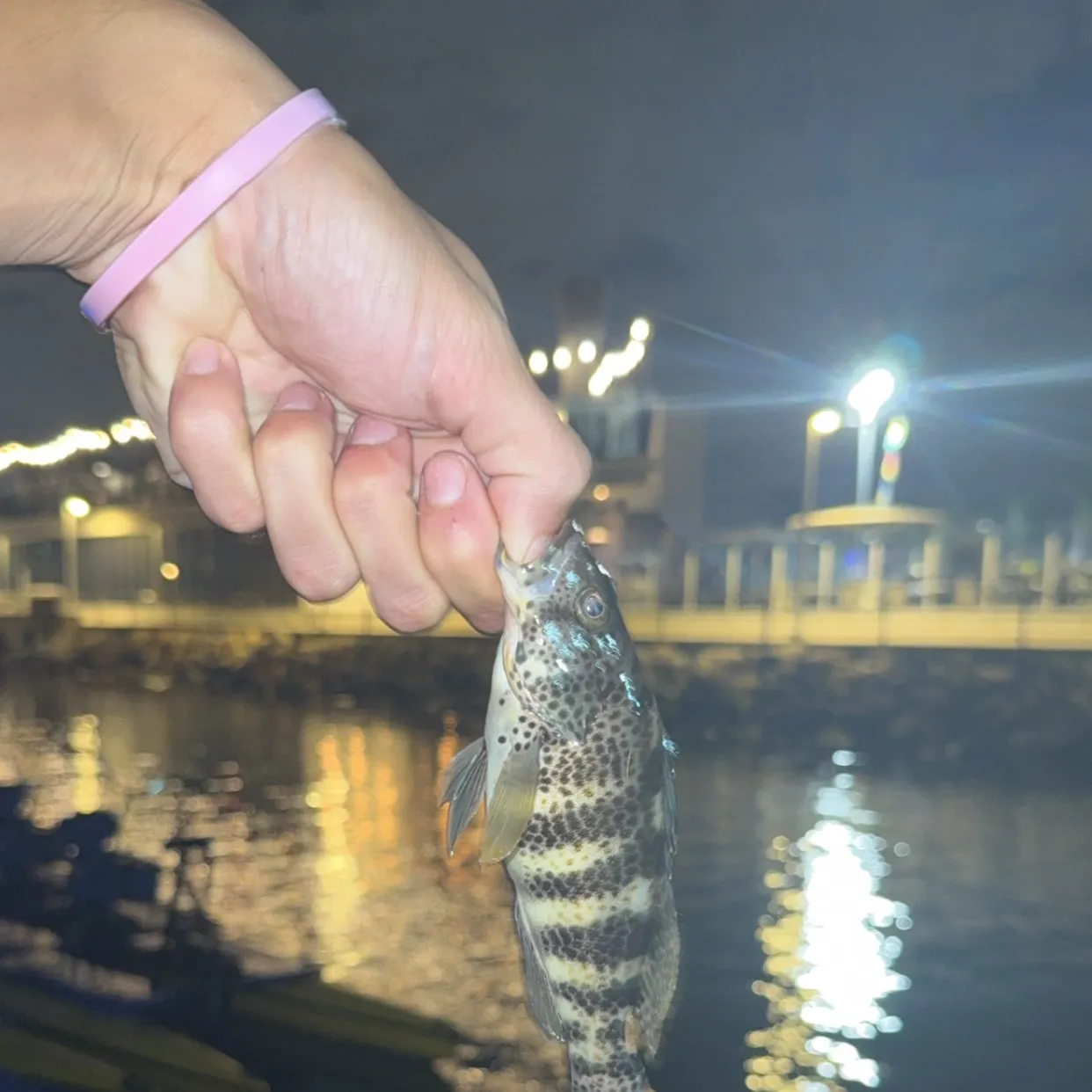 Spotted sand bass caught on Fishbrain