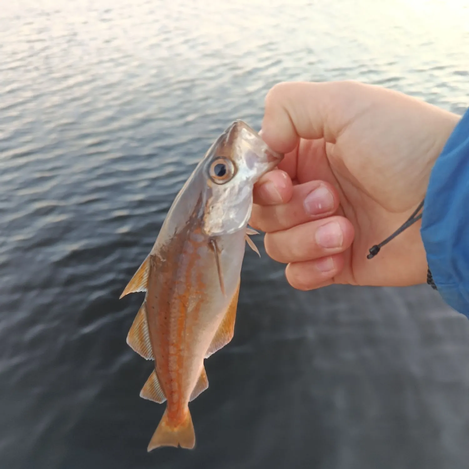 Pollack caught on Fishbrain