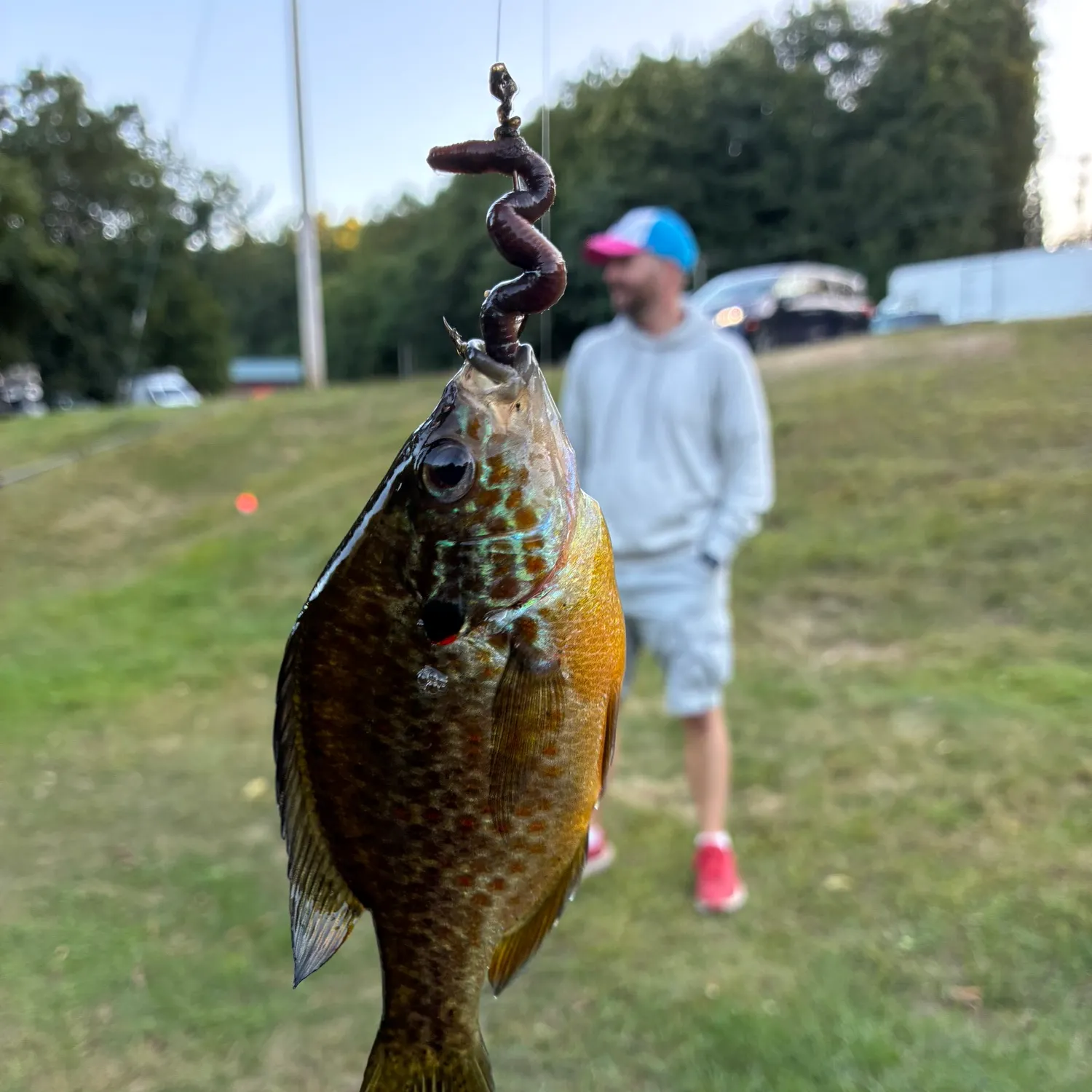 Pumpkinseed caught on Fishbrain