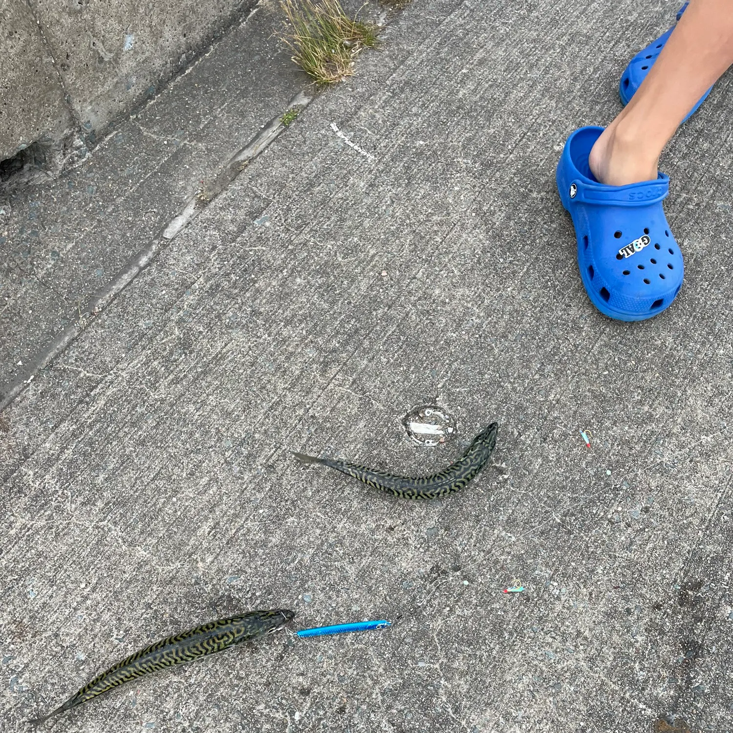 Atlantic mackerel caught on Fishbrain