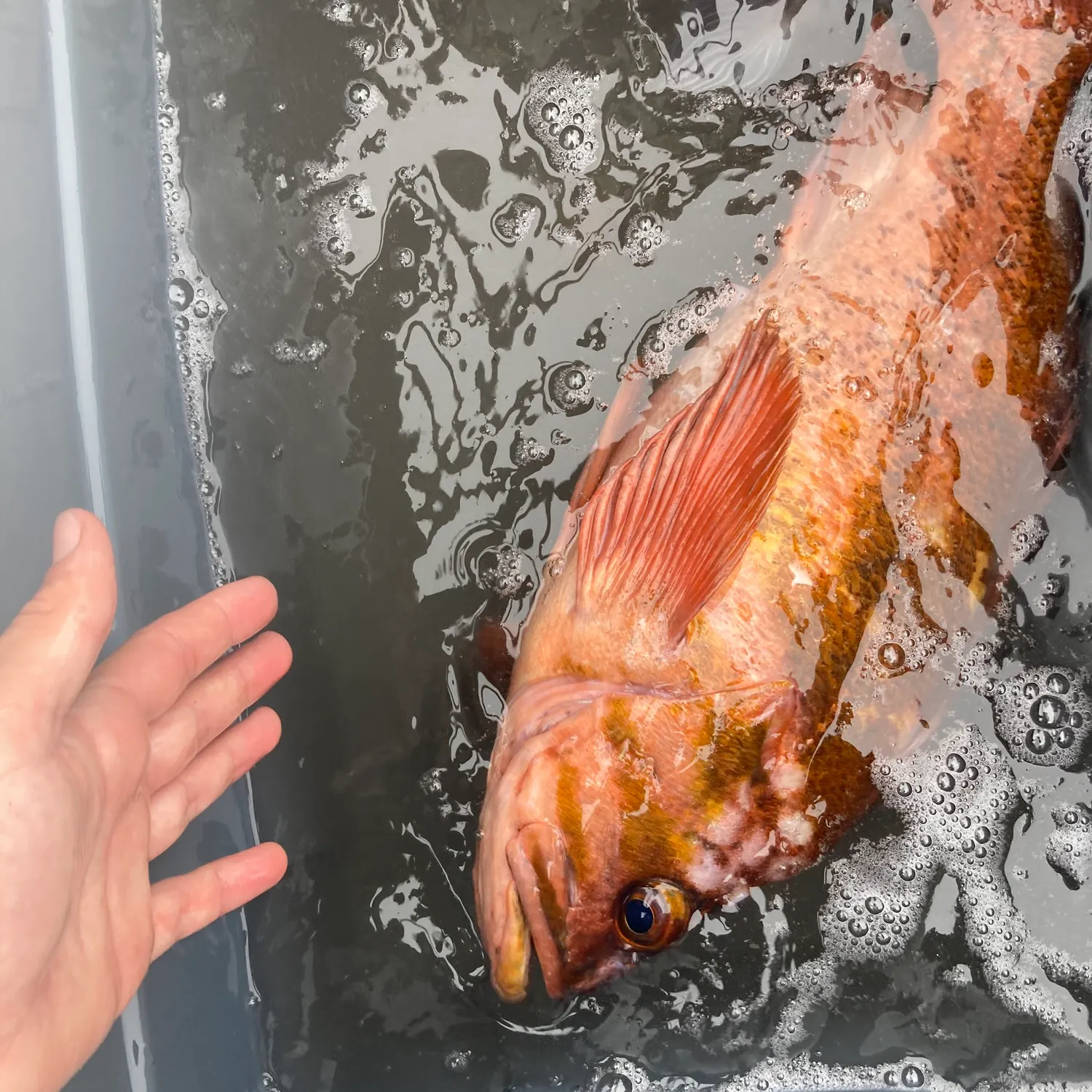 The most recent Copper rockfish catches on Fishbrain