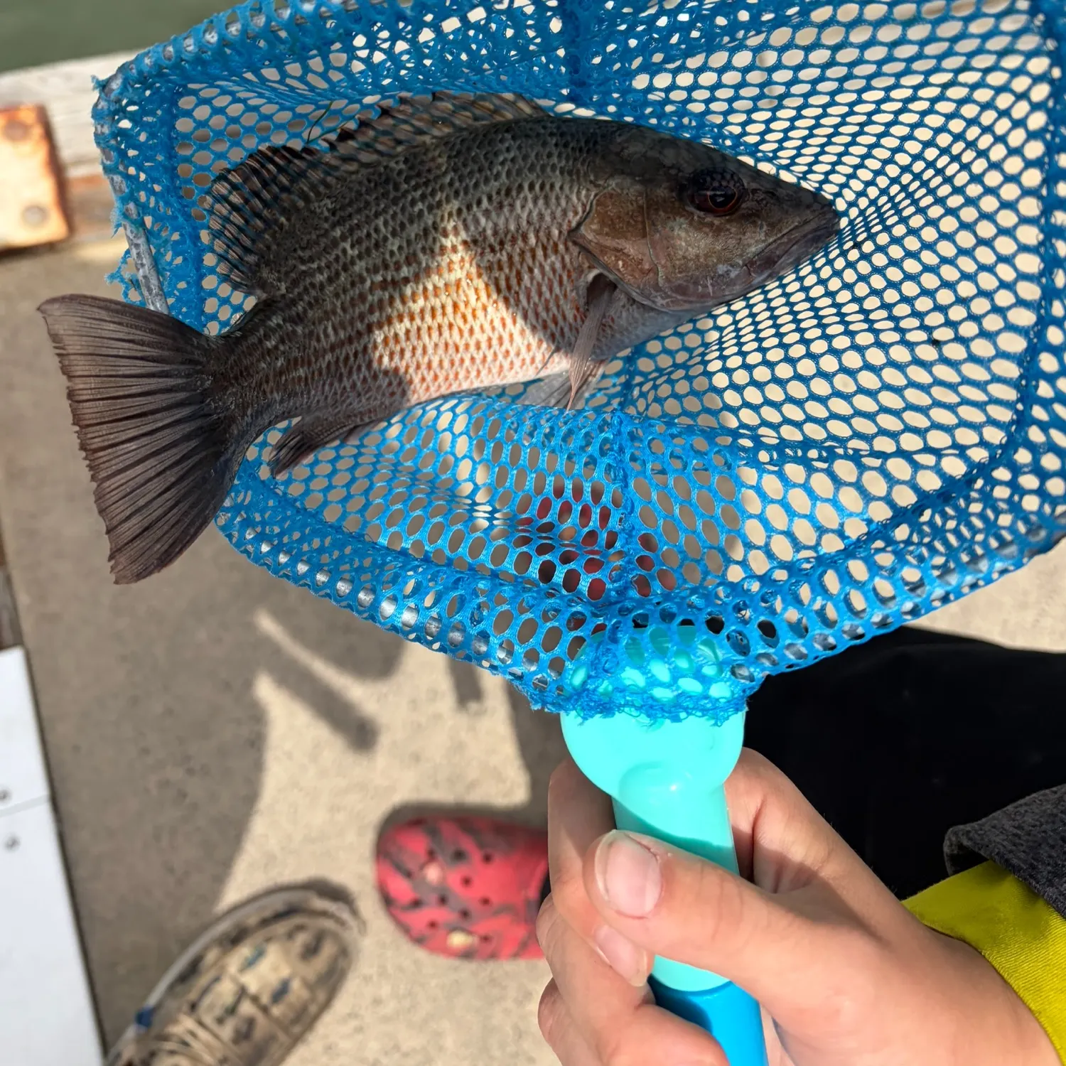 catch