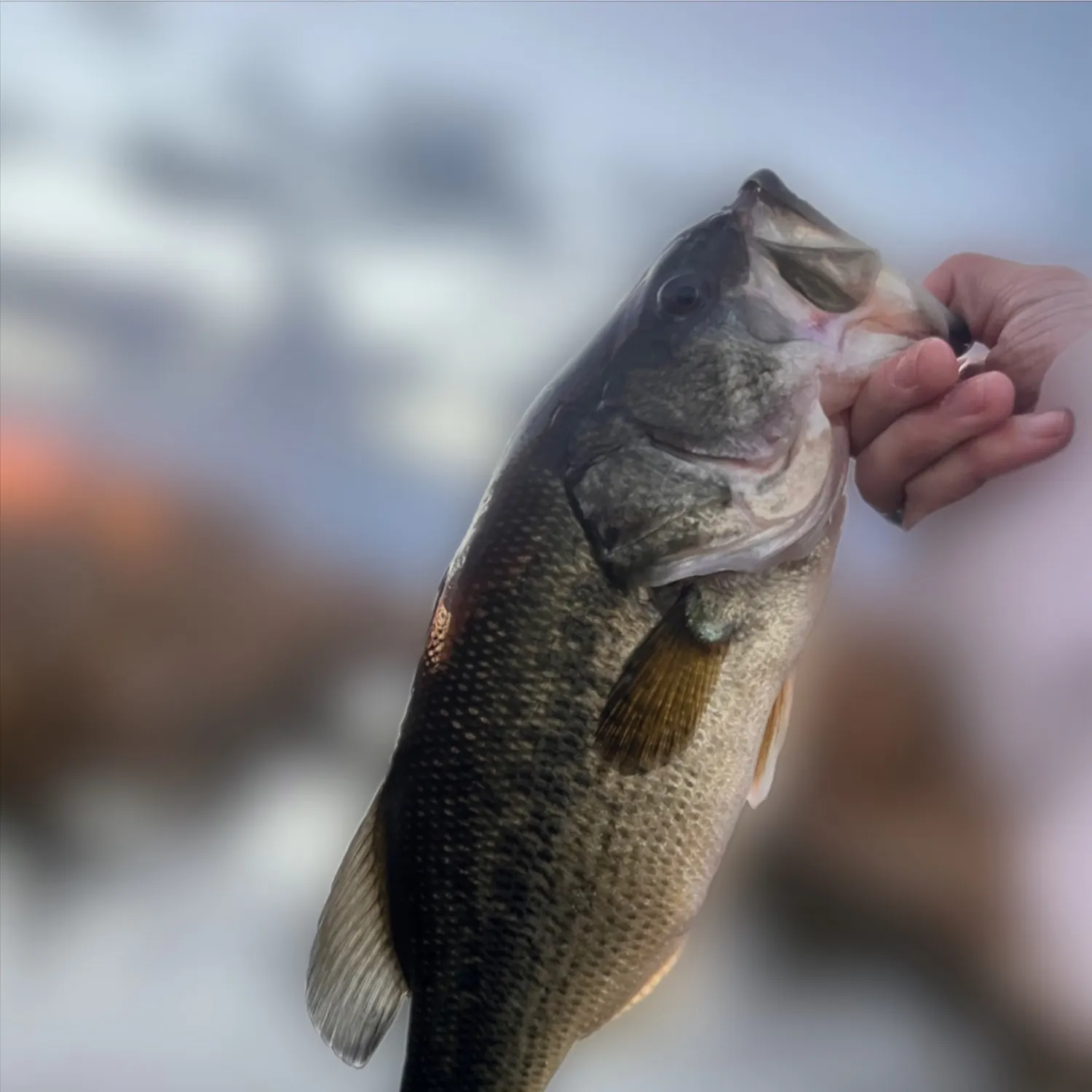 angler catch