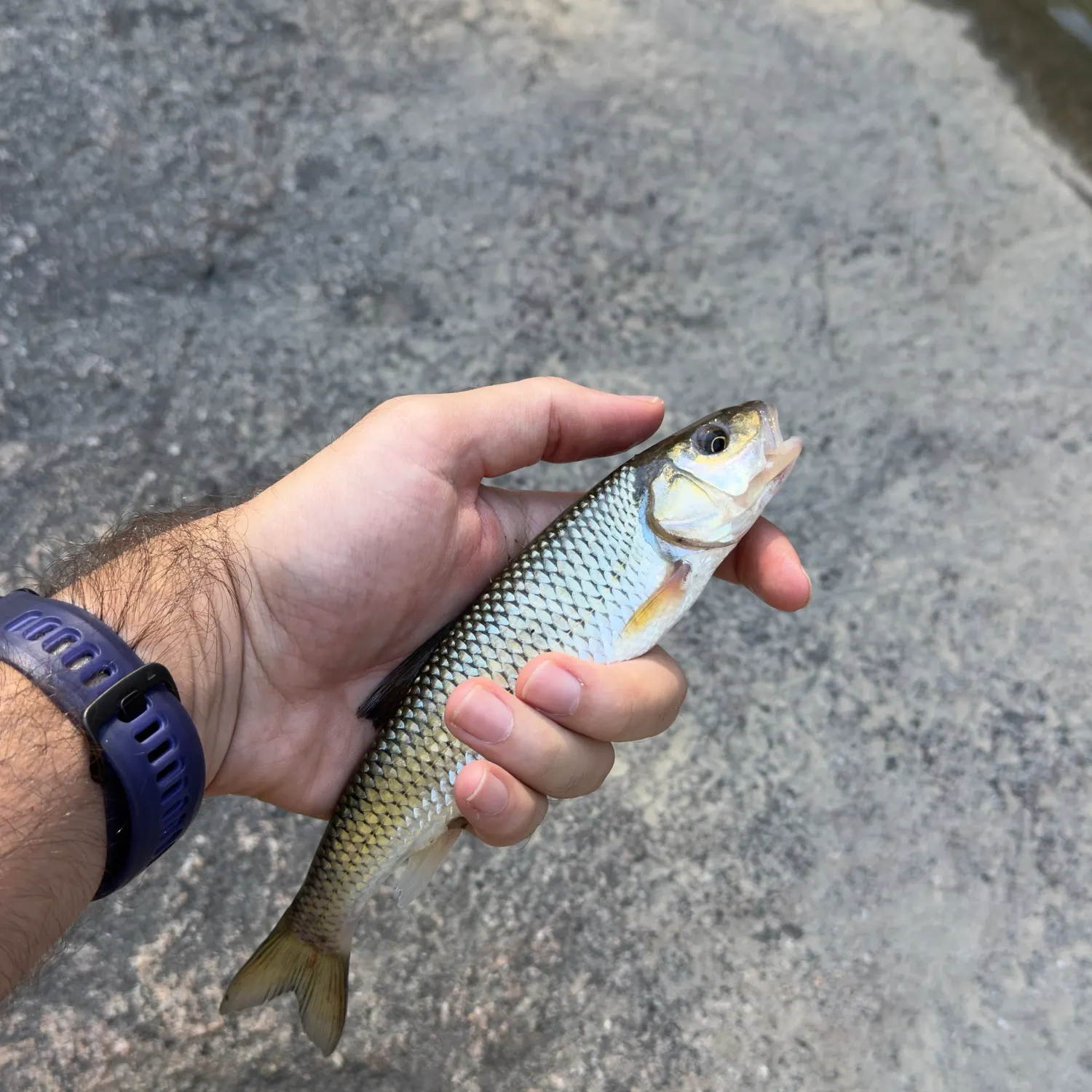 Fallfish caught on Fishbrain