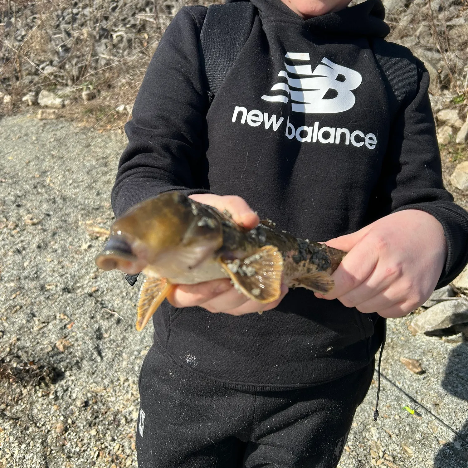 The most recent Northern hogsucker catches on Fishbrain