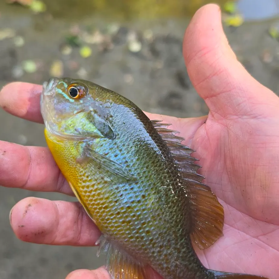 Redbreast sunfish caught on Fishbrain