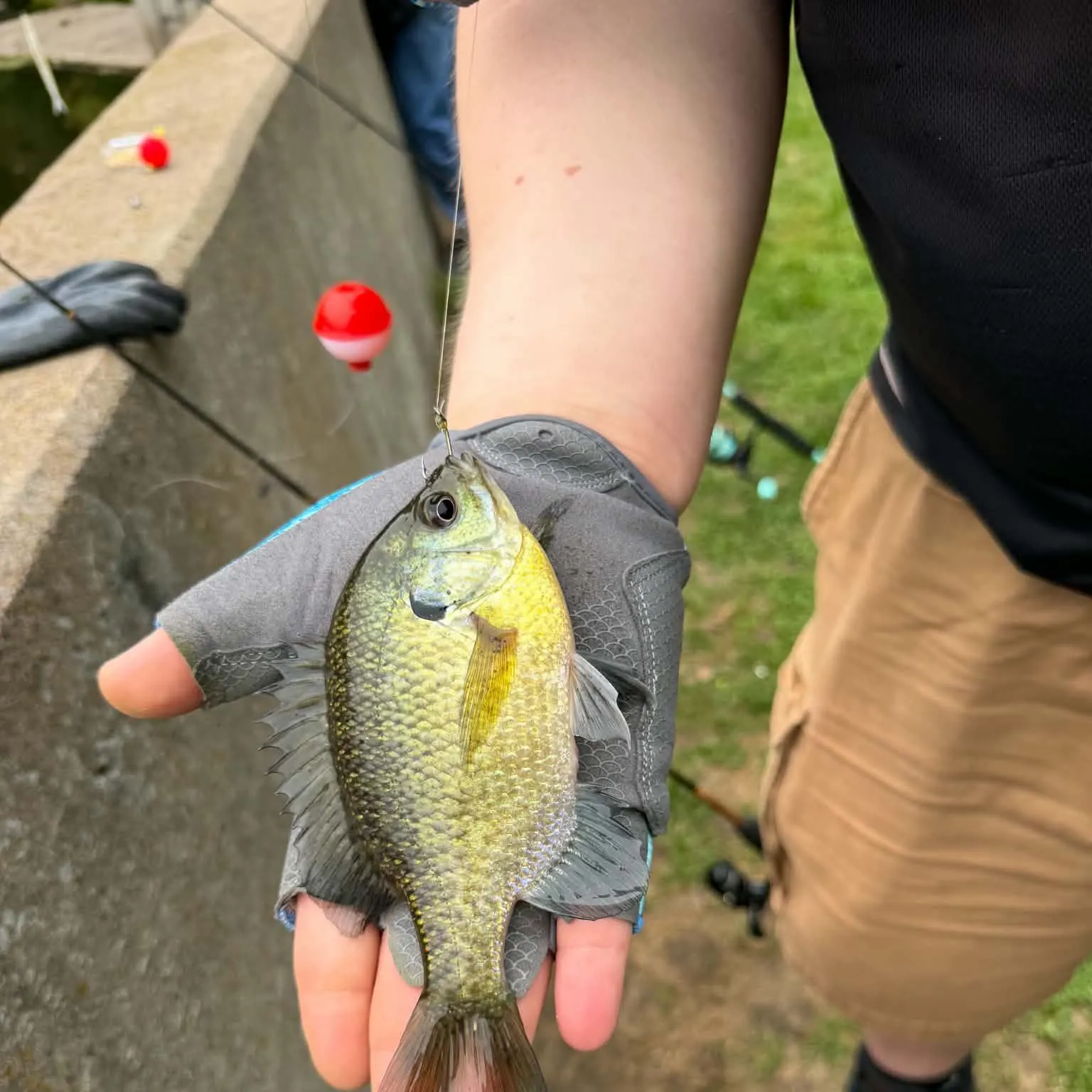 Bluegill caught on Fishbrain