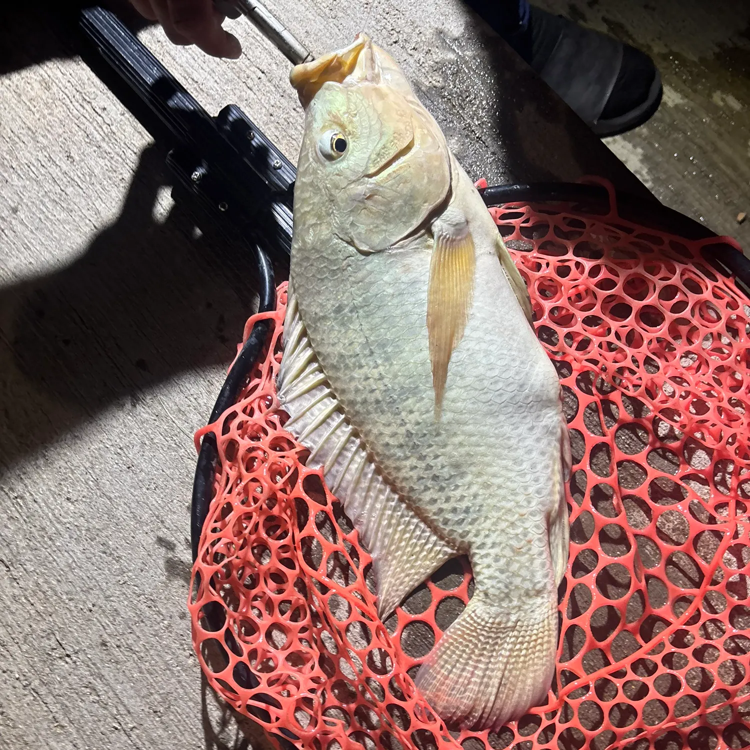 Nile tilapia caught on Fishbrain