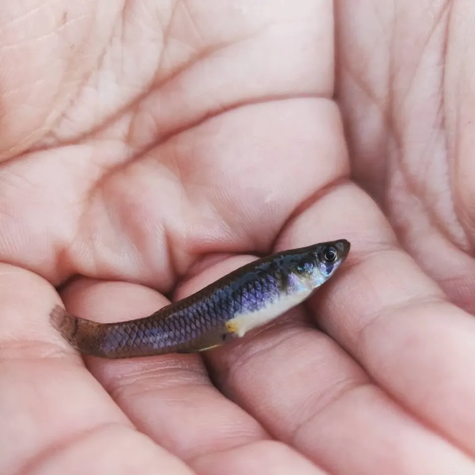 The most recent Western mosquitofish catches on Fishbrain