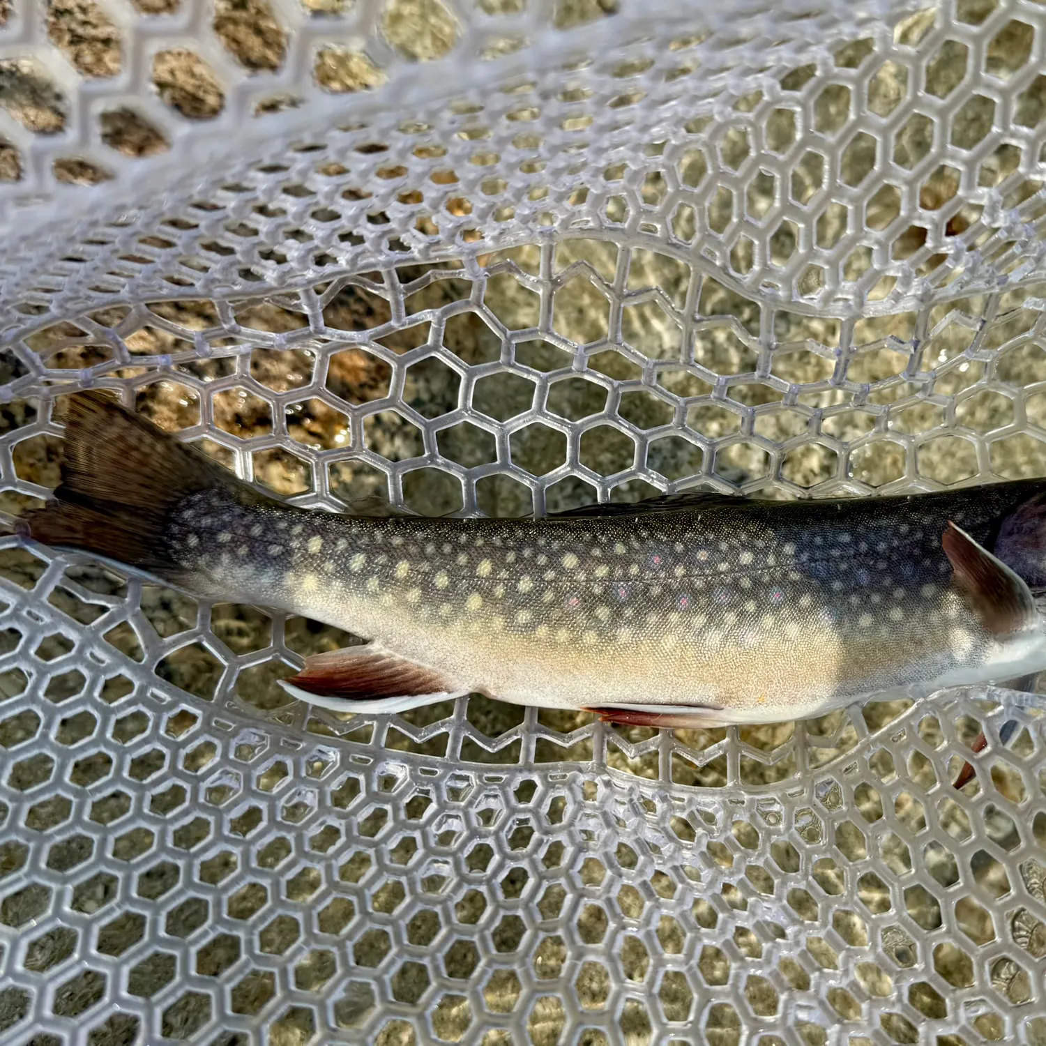 Brook trout caught on Fishbrain