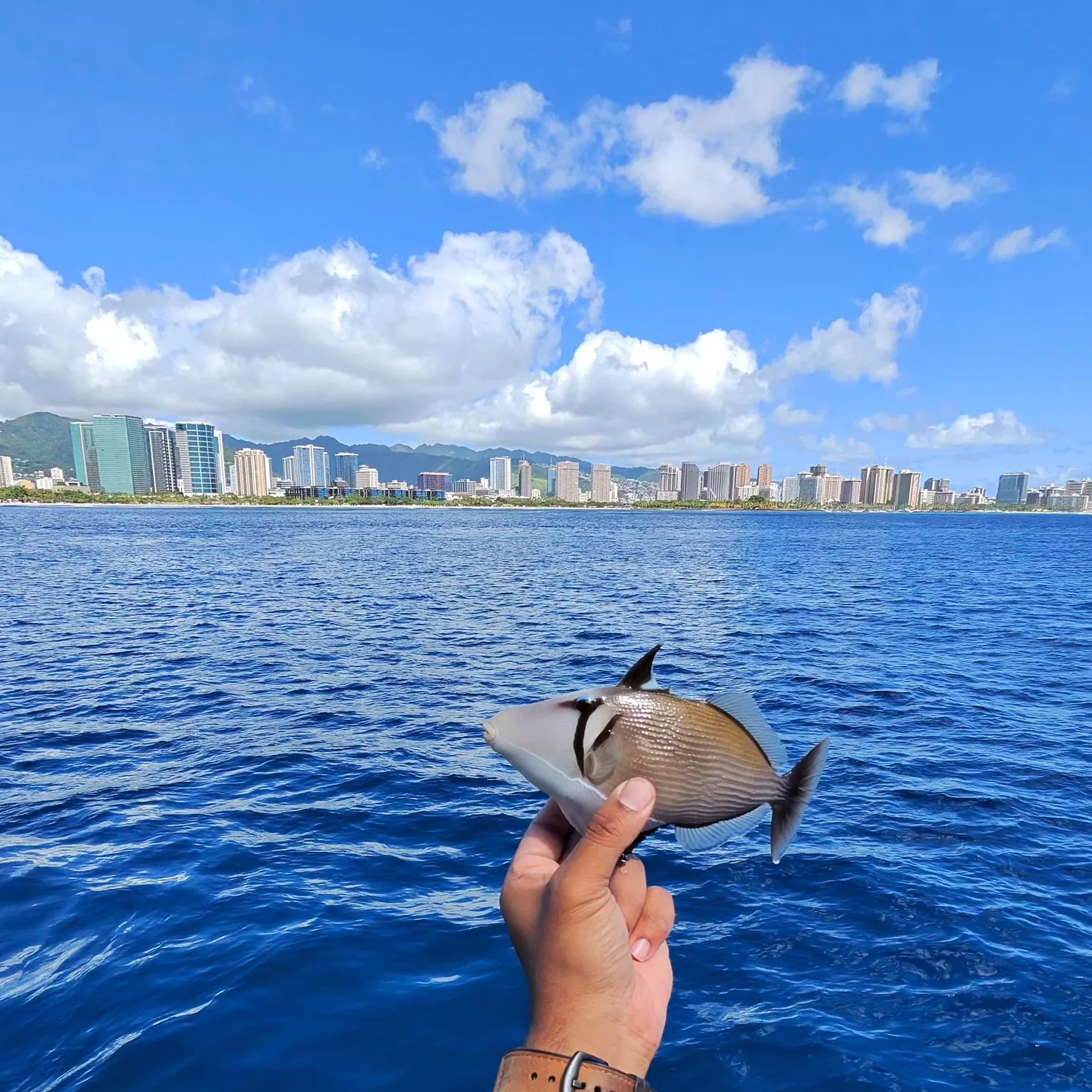 The most recent Wedge-tail triggerfish catches on Fishbrain