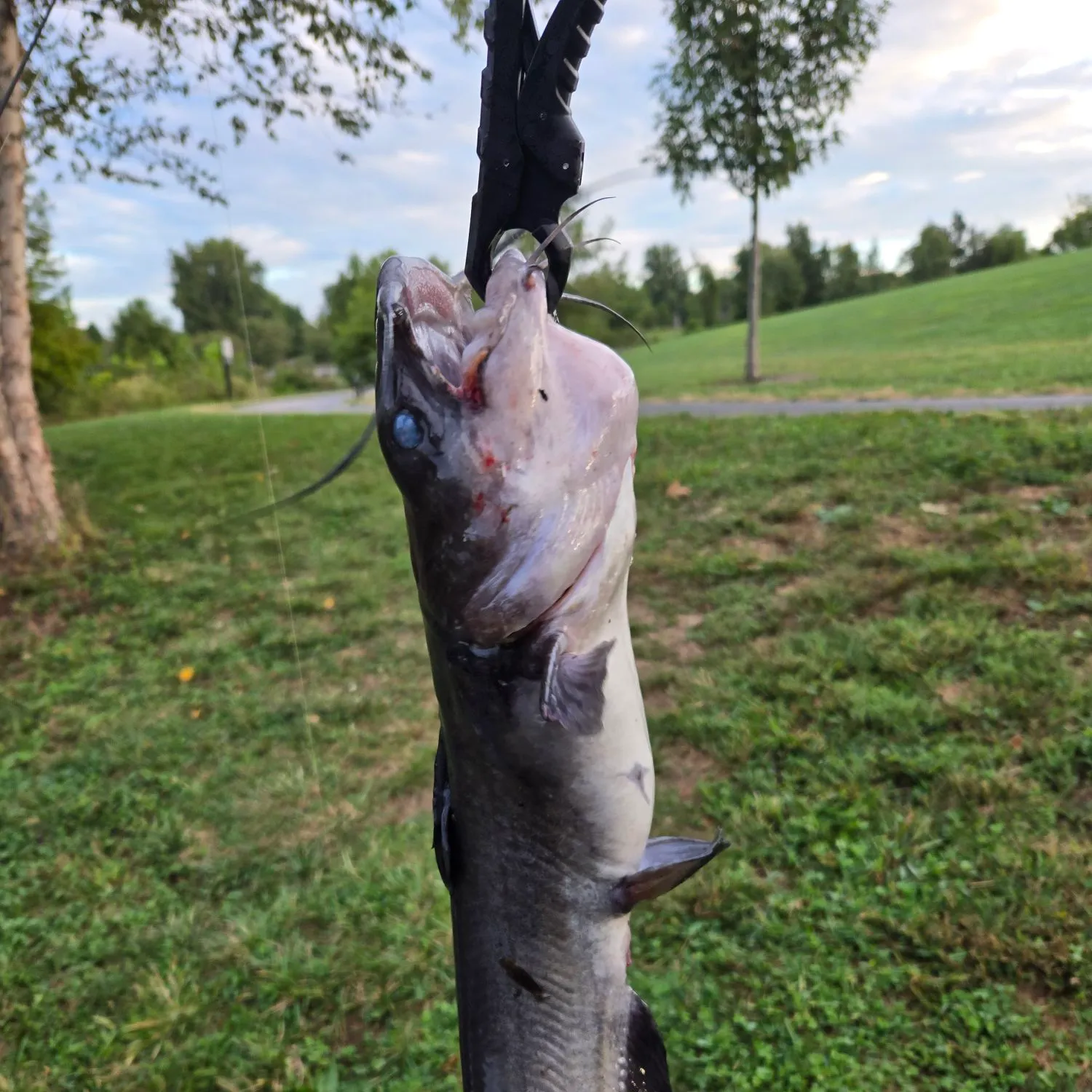 Channel catfish caught on Fishbrain