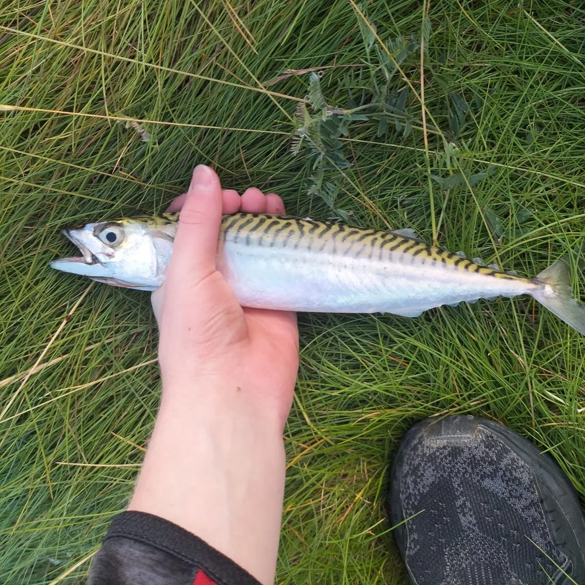 The most recent Mackerel scad catches on Fishbrain