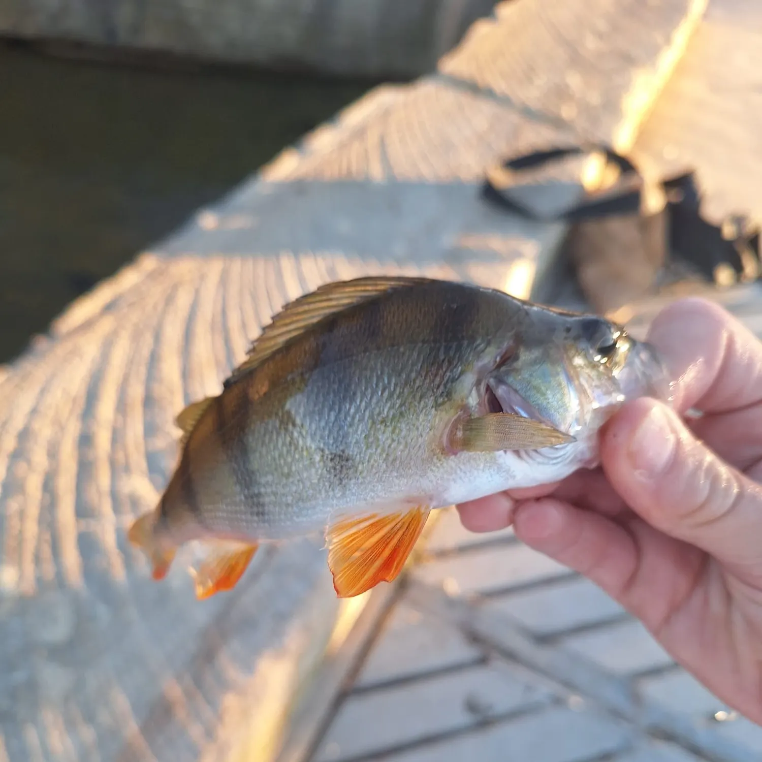 The most recent European perch catches on Fishbrain