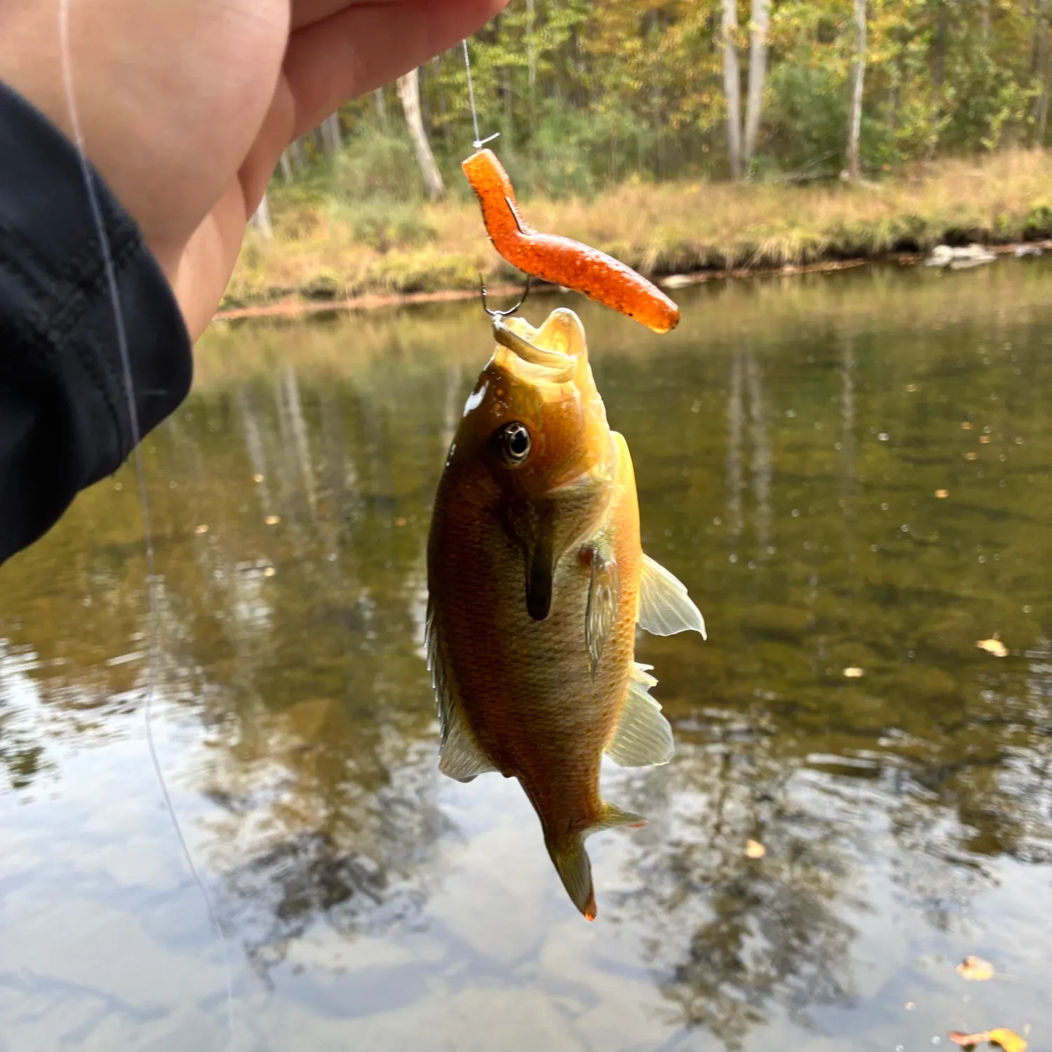 Redbreast sunfish caught on Fishbrain