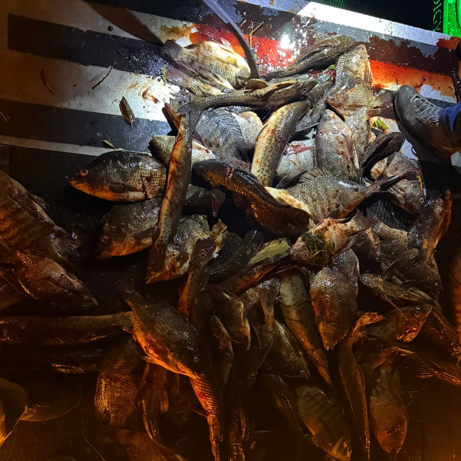 The most recent Spotted gar catches on Fishbrain