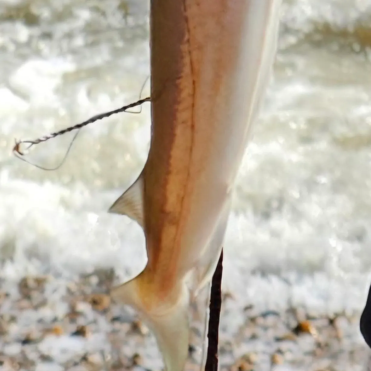 The most recent European seabass catches on Fishbrain