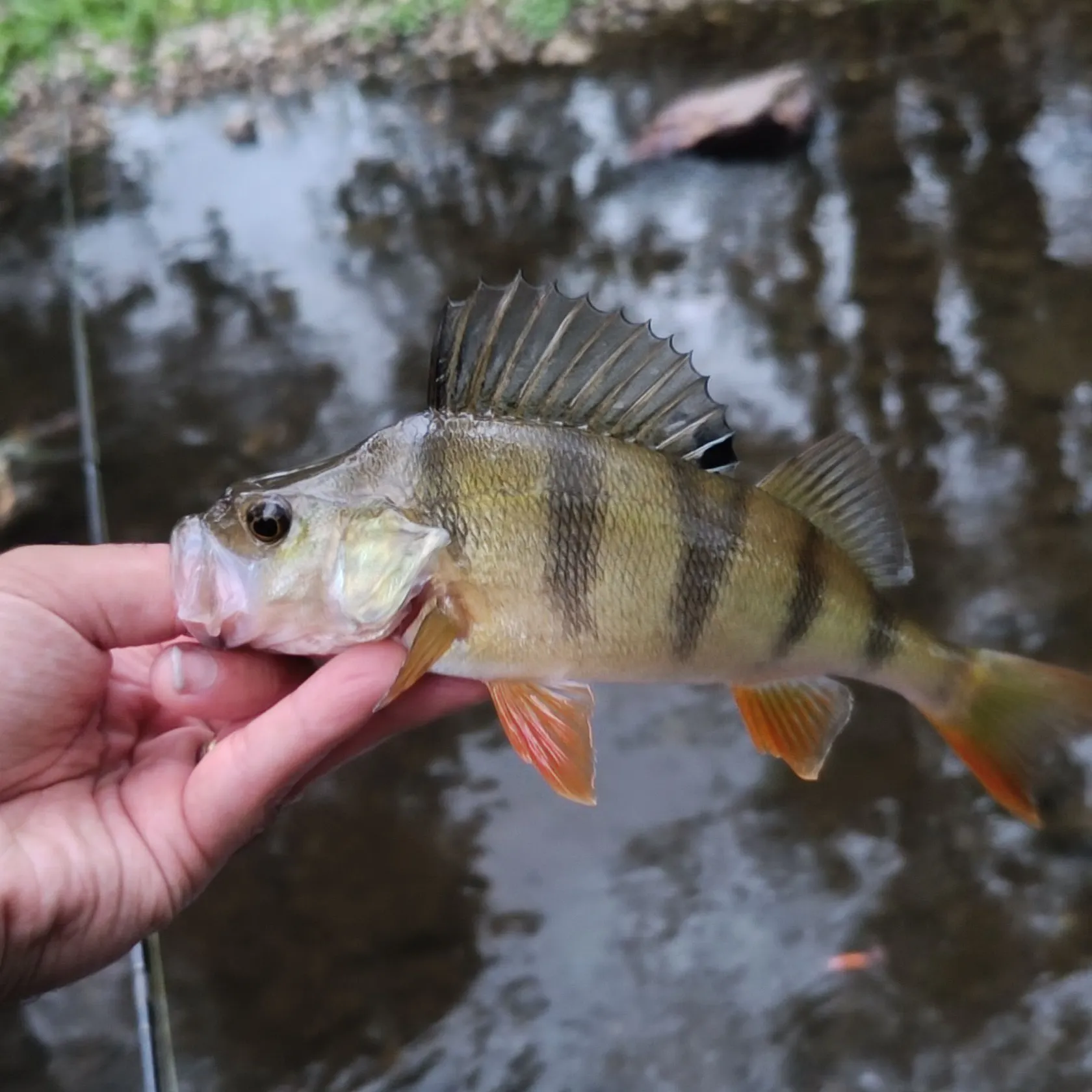 European perch caught on Fishbrain