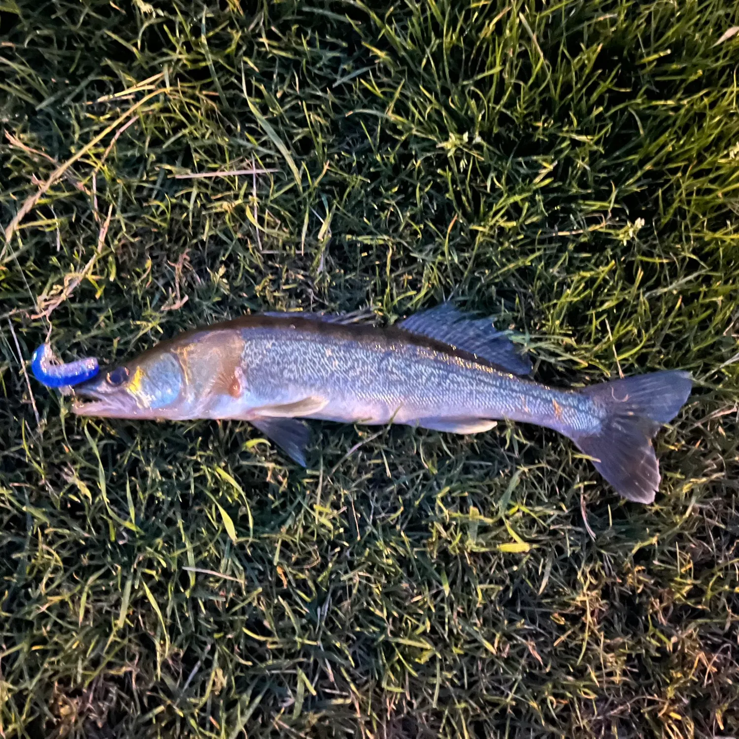 The most recent Zander catches on Fishbrain