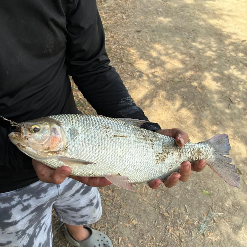 The most recent Dorada catches on Fishbrain