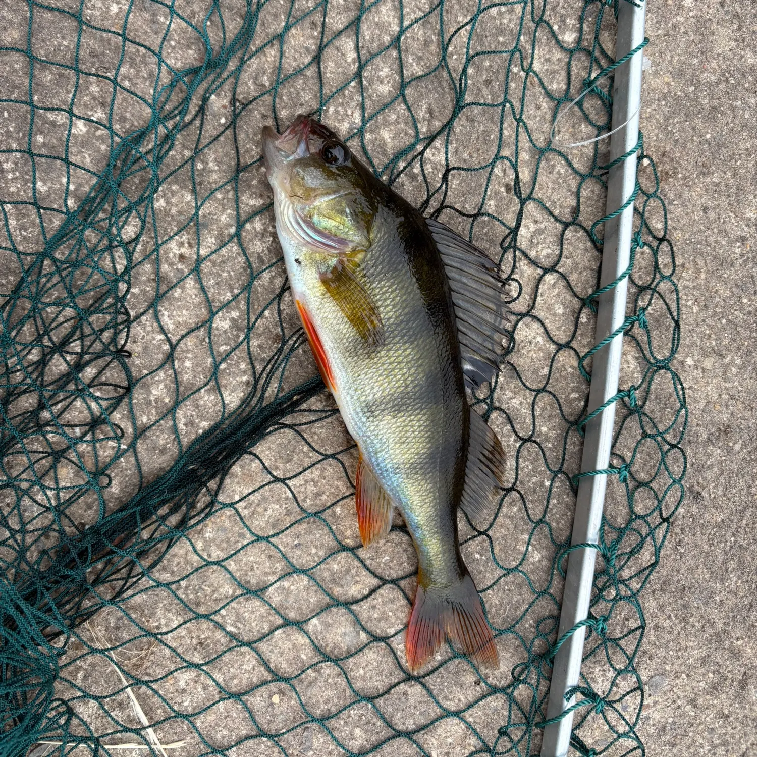 European perch caught on Fishbrain