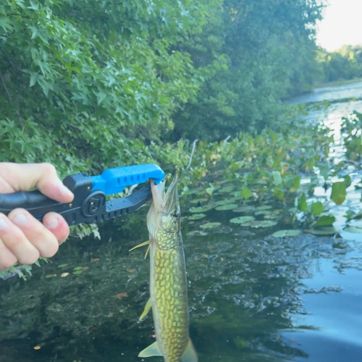 Chain pickerel caught on Fishbrain