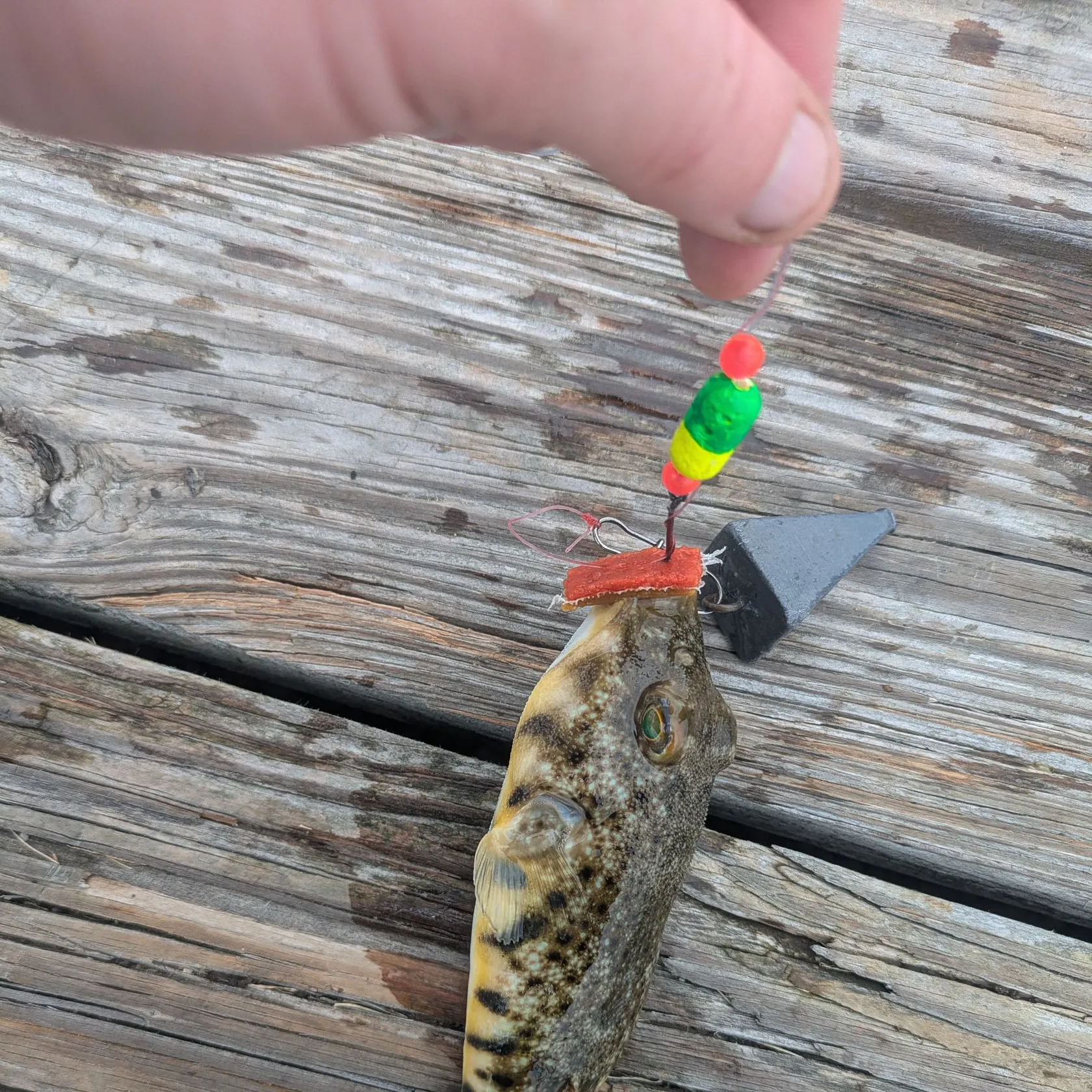 Northern puffer caught on Fishbrain