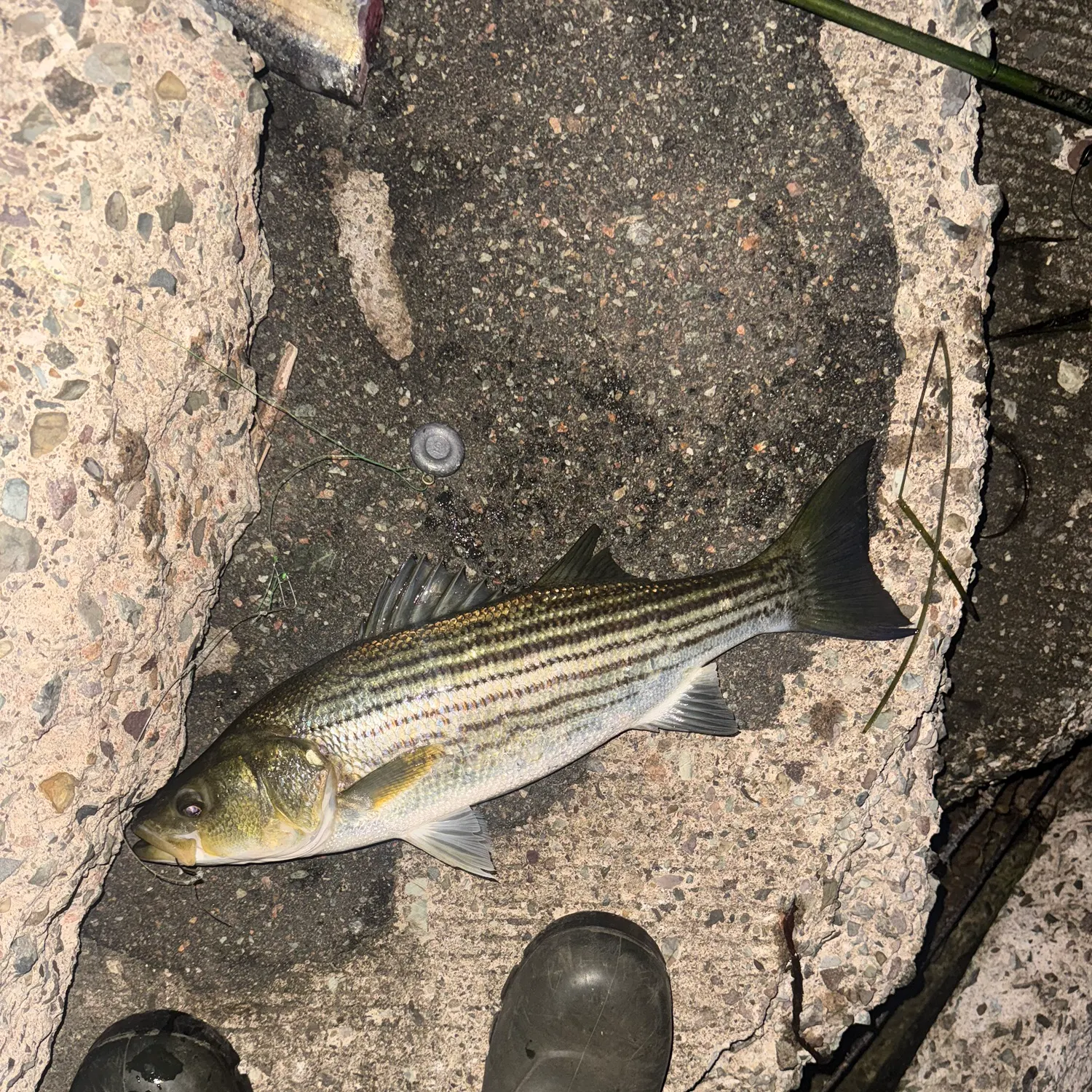 Striped bass caught on Fishbrain