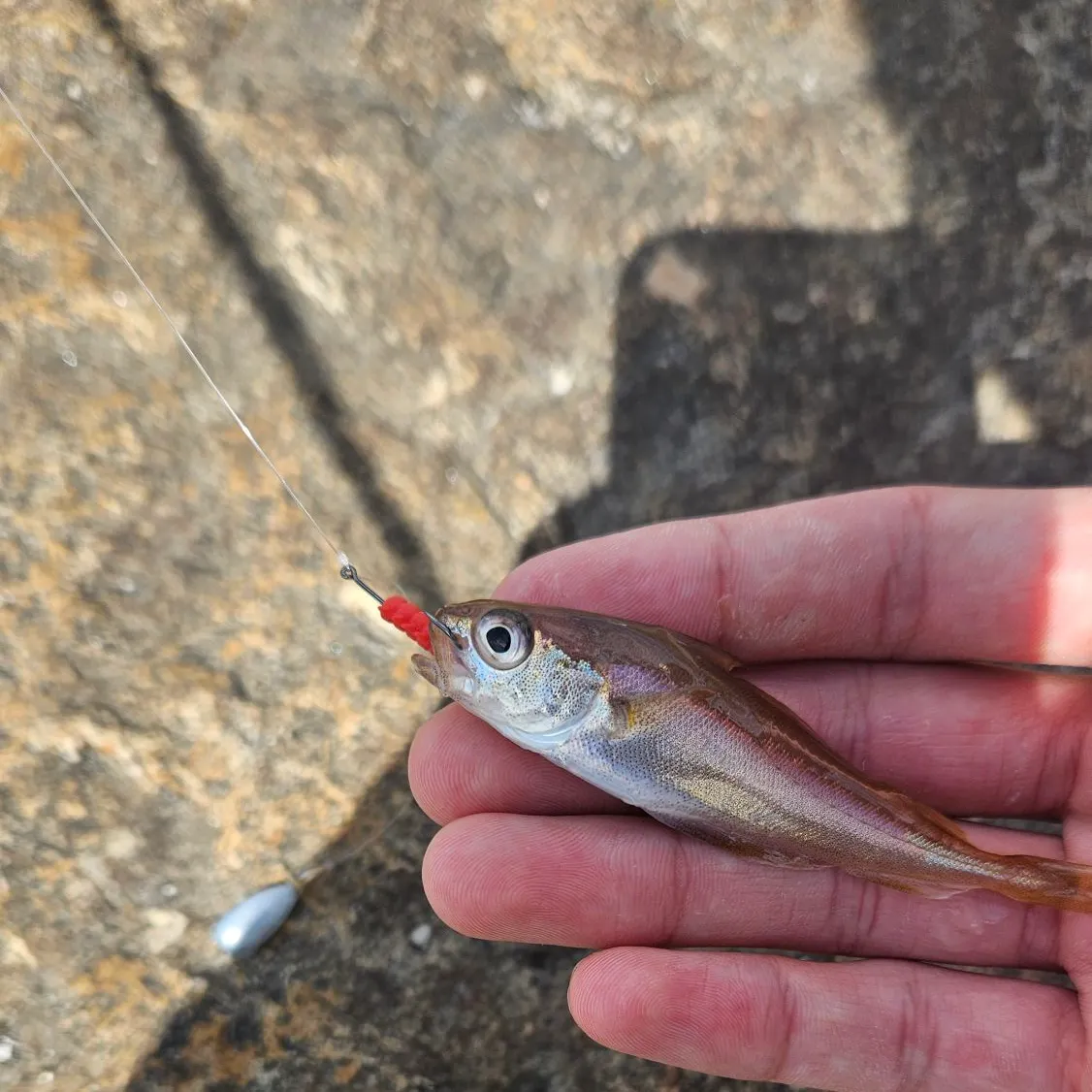 The most recent Poor cod catches on Fishbrain