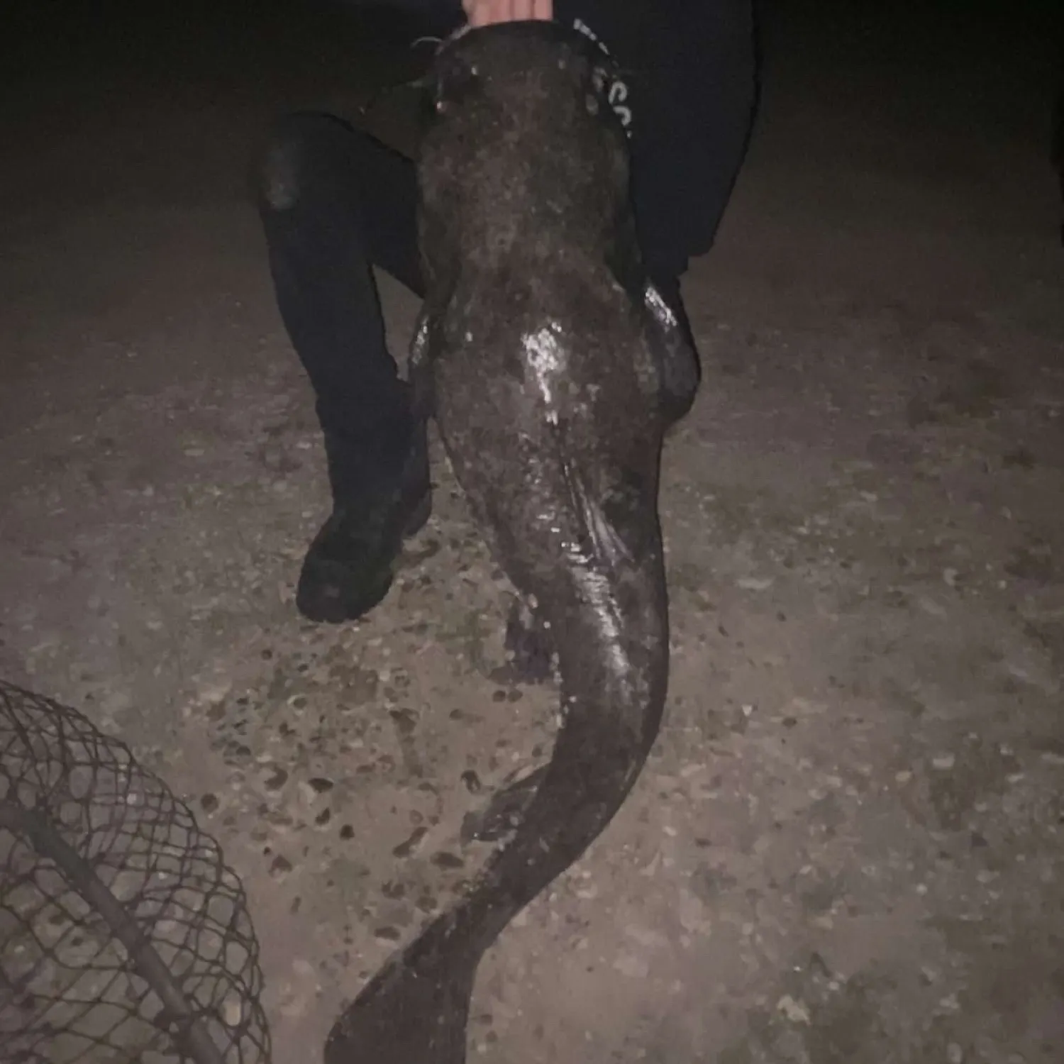 The most recent Flathead catfish catches on Fishbrain
