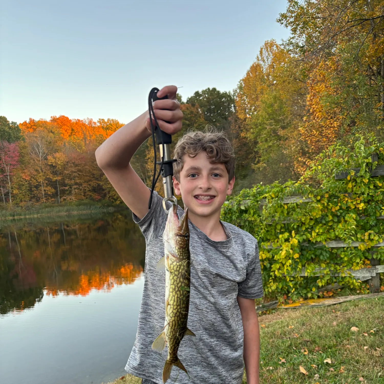 Chain pickerel caught on Fishbrain