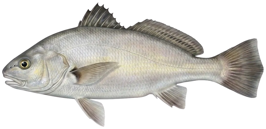 Spotfin croaker