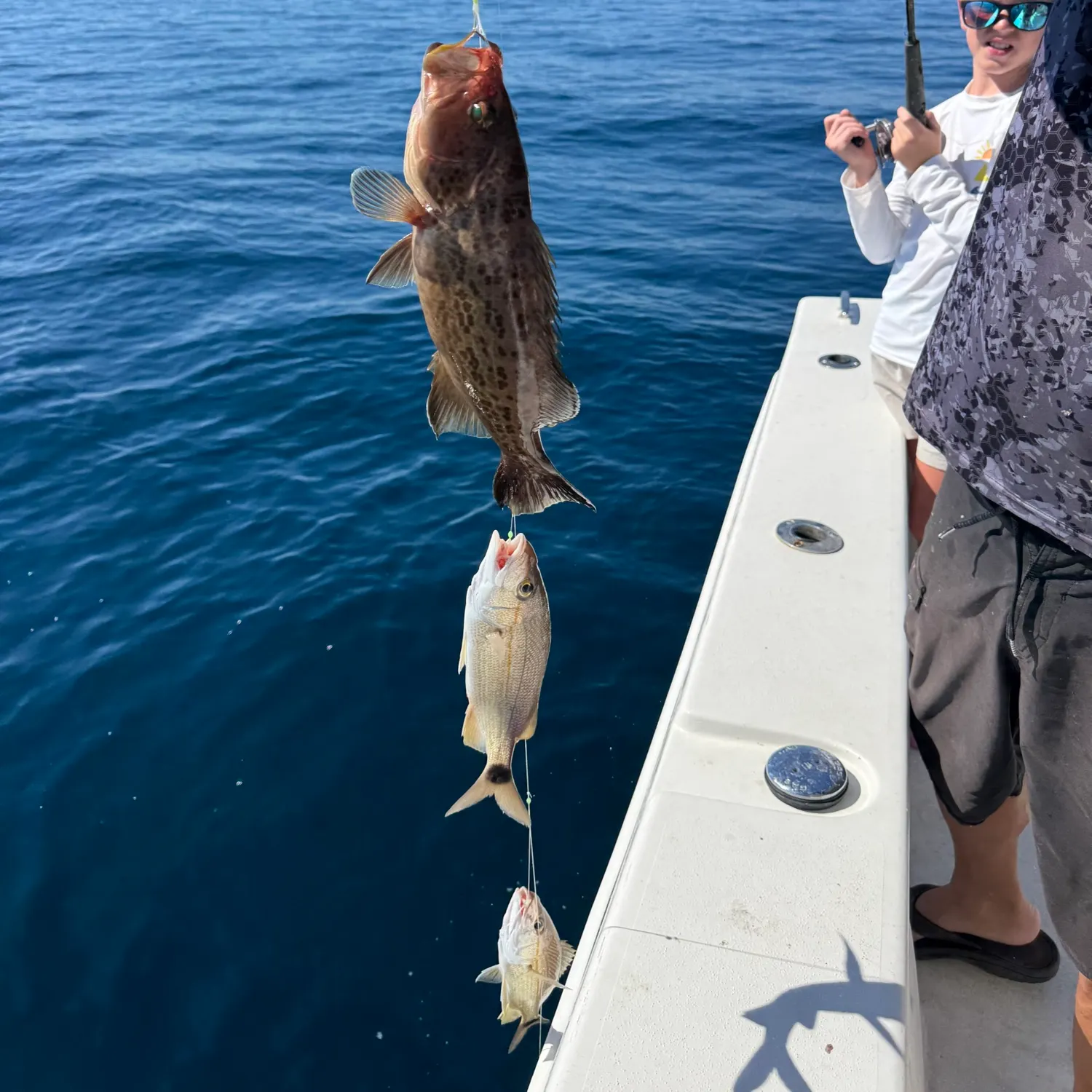 The most recent Scamp grouper catches on Fishbrain