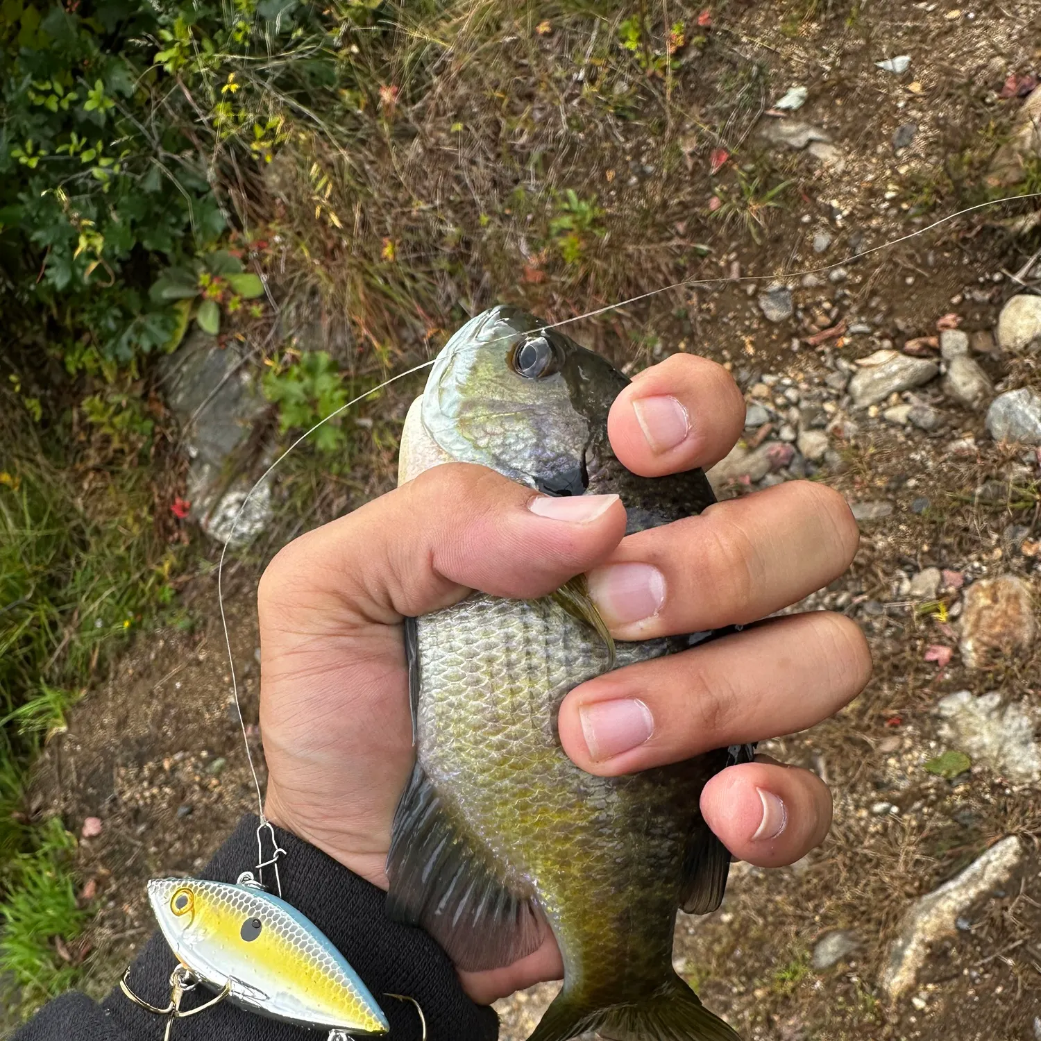 Bluegill caught on Fishbrain