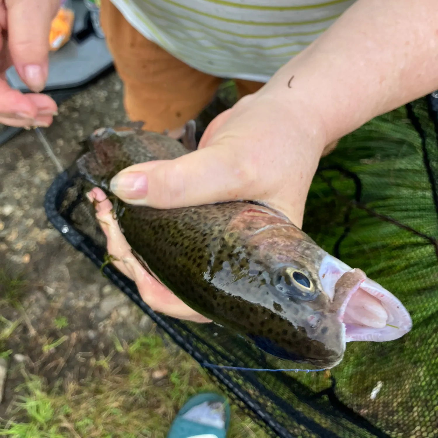 Rainbow trout caught on Fishbrain